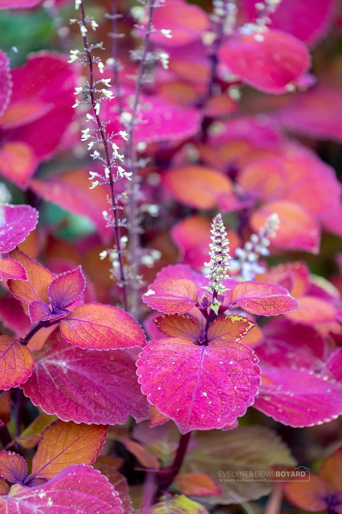 Fleurs de Ccoléus.