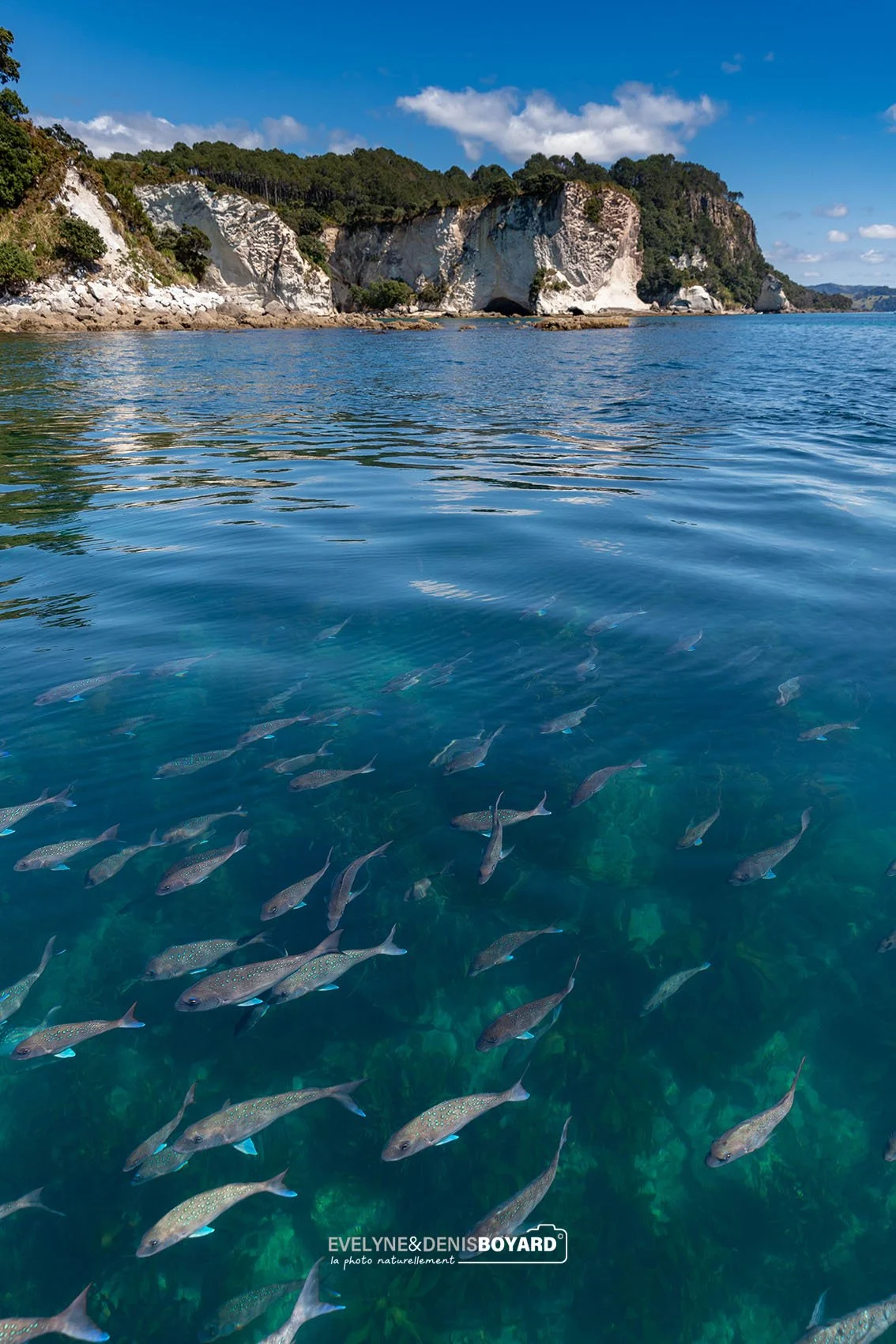 Dans la péninsule de Coromandel.