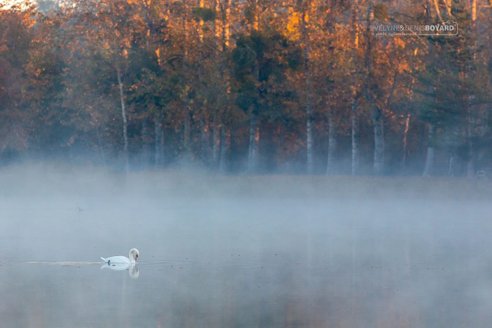 Cygne tuberculé dans l'un des étangs de Sologne (Loir-et-Cher).