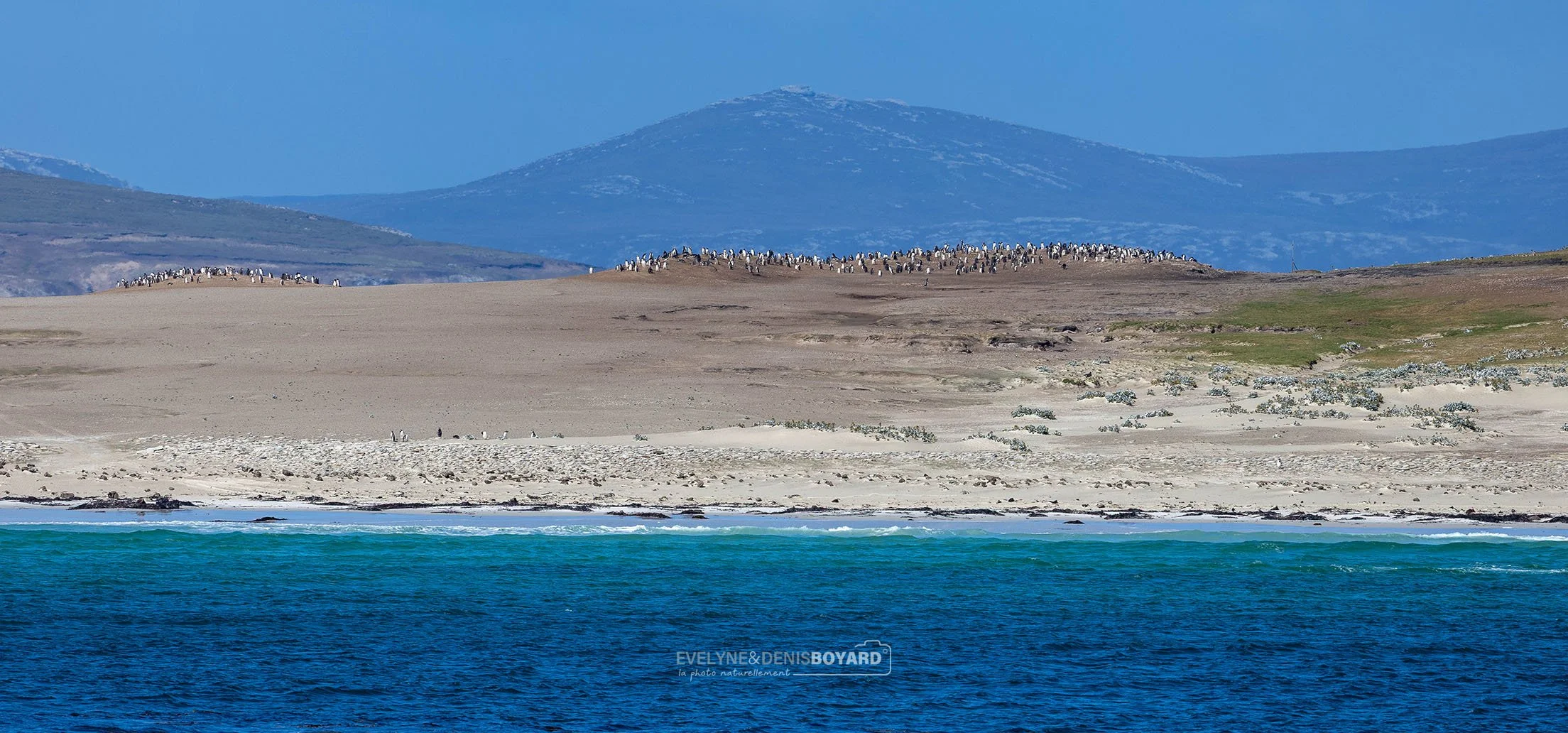 Côte de l'île de Saunders peuplée de colonies de manchots et d'albatros.