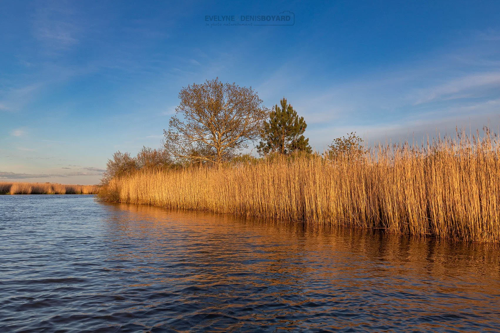 Roselière bordant le delta de la Leyre, dans le bassin d'Arcachon (Gironde).
