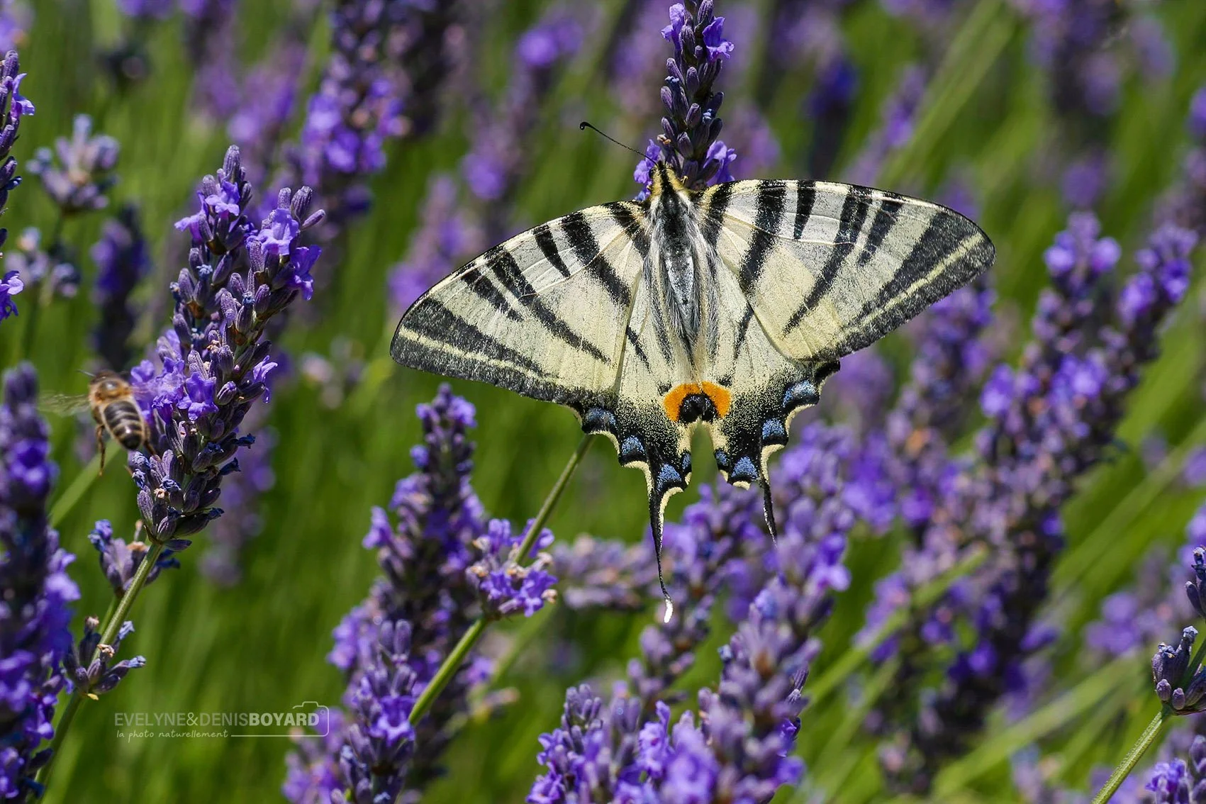 Papillon Flambé butinant de la lavande.