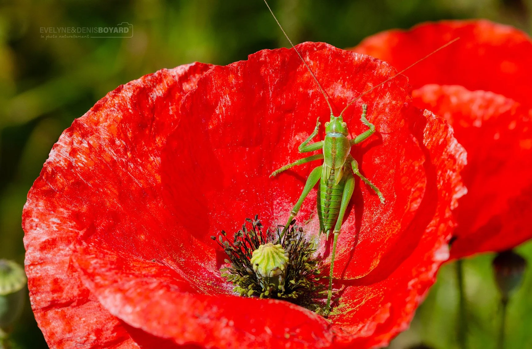 Sauterelle verte sur coquelicot.