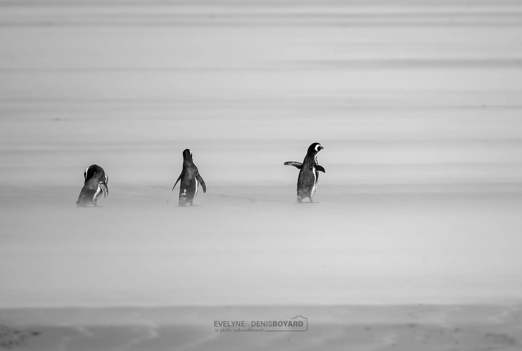Retour de pêche d'un trio de manchots de Magellan, noyés dans le sable (Malouines).