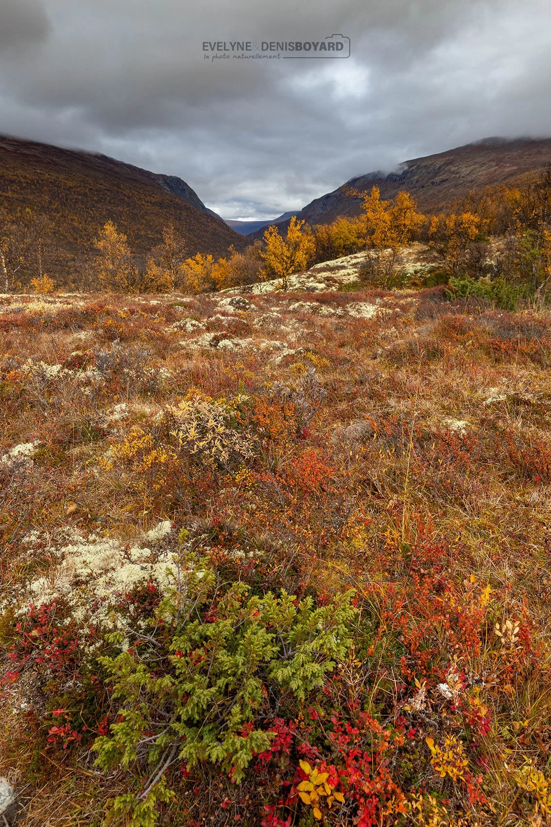 Automne dans le Parc national de Dovrefjell-Sunndalsfjella.