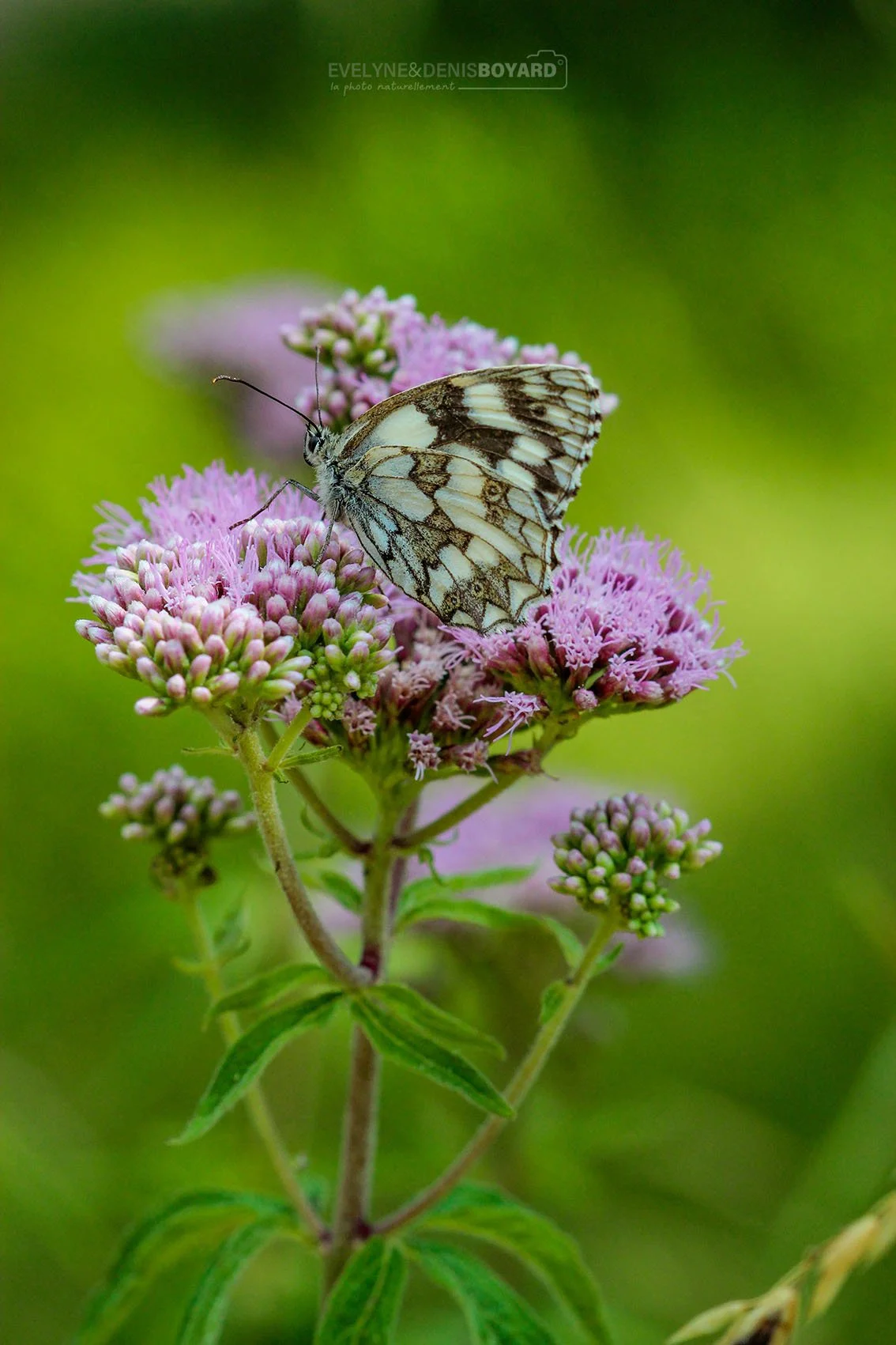 Papillon Demi-deuil.