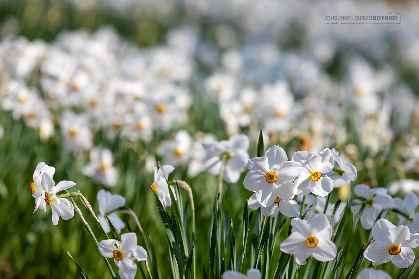 Champ de narcisses des poètes.