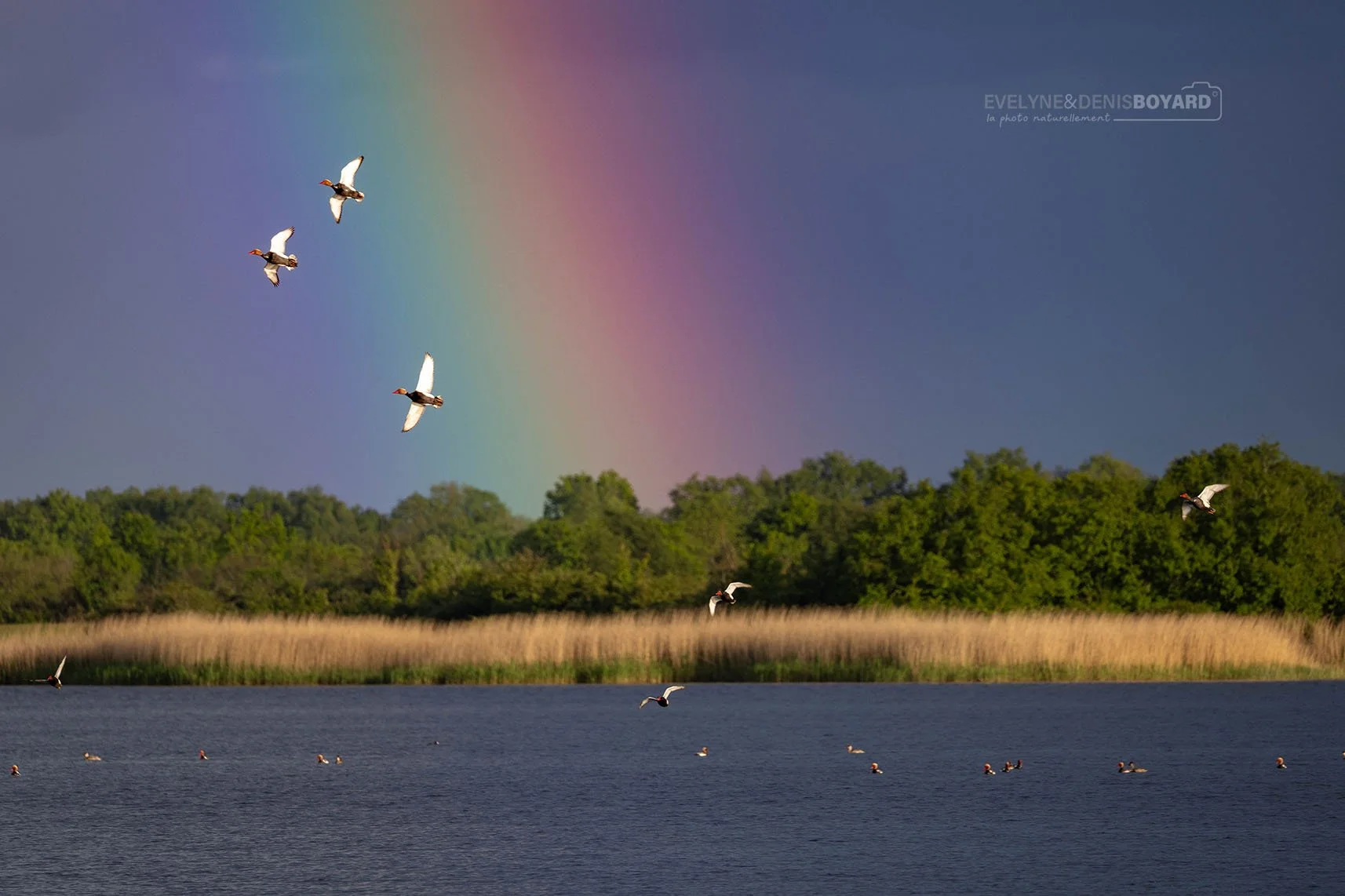 Envol de nettes rousses devant un joli arc-en-ciel.