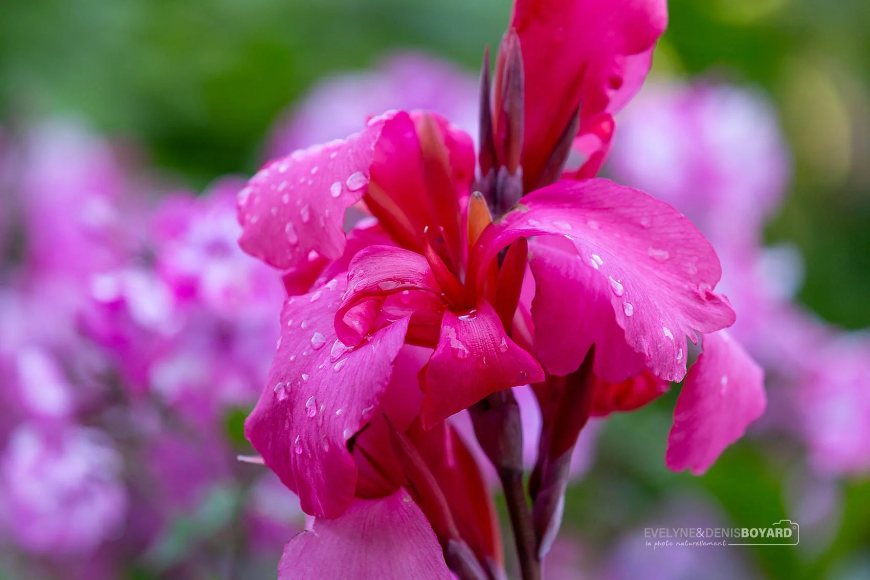 Fleur de glaïeul couverte de rosée.
