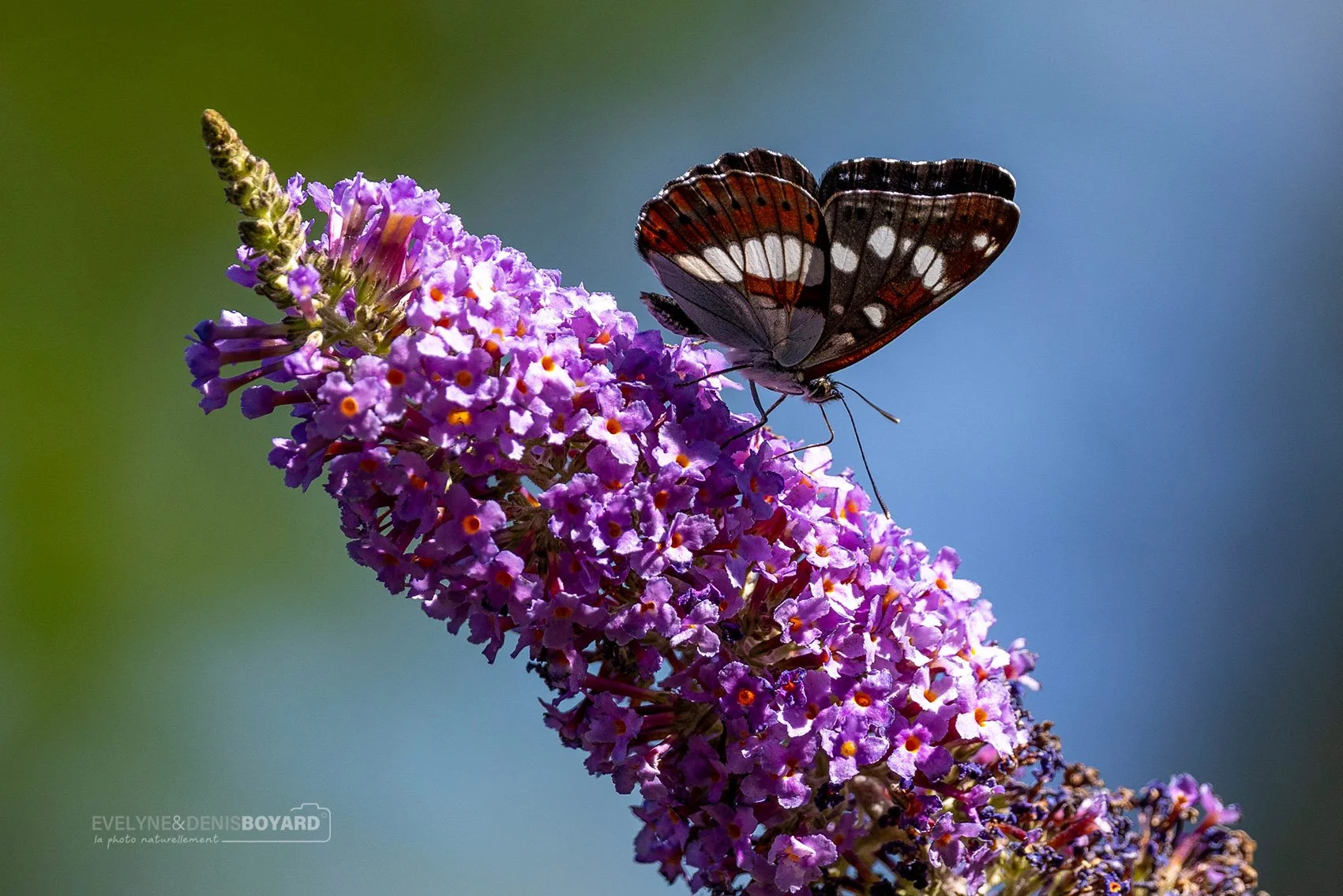 Papillon Sylvain azuré.