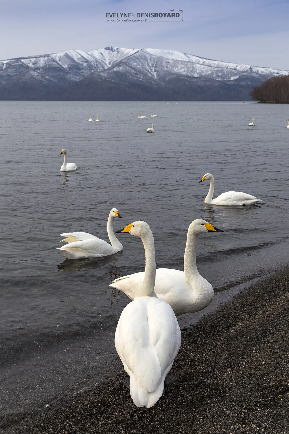Cygnes chanteurs sur les rives du lac Kussharo, Hokkaido.