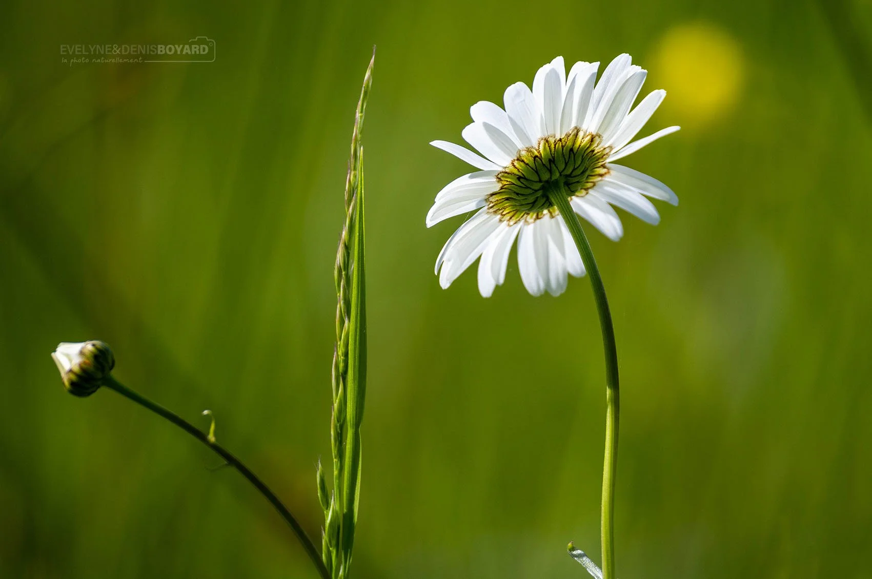 Marguerite blanche.