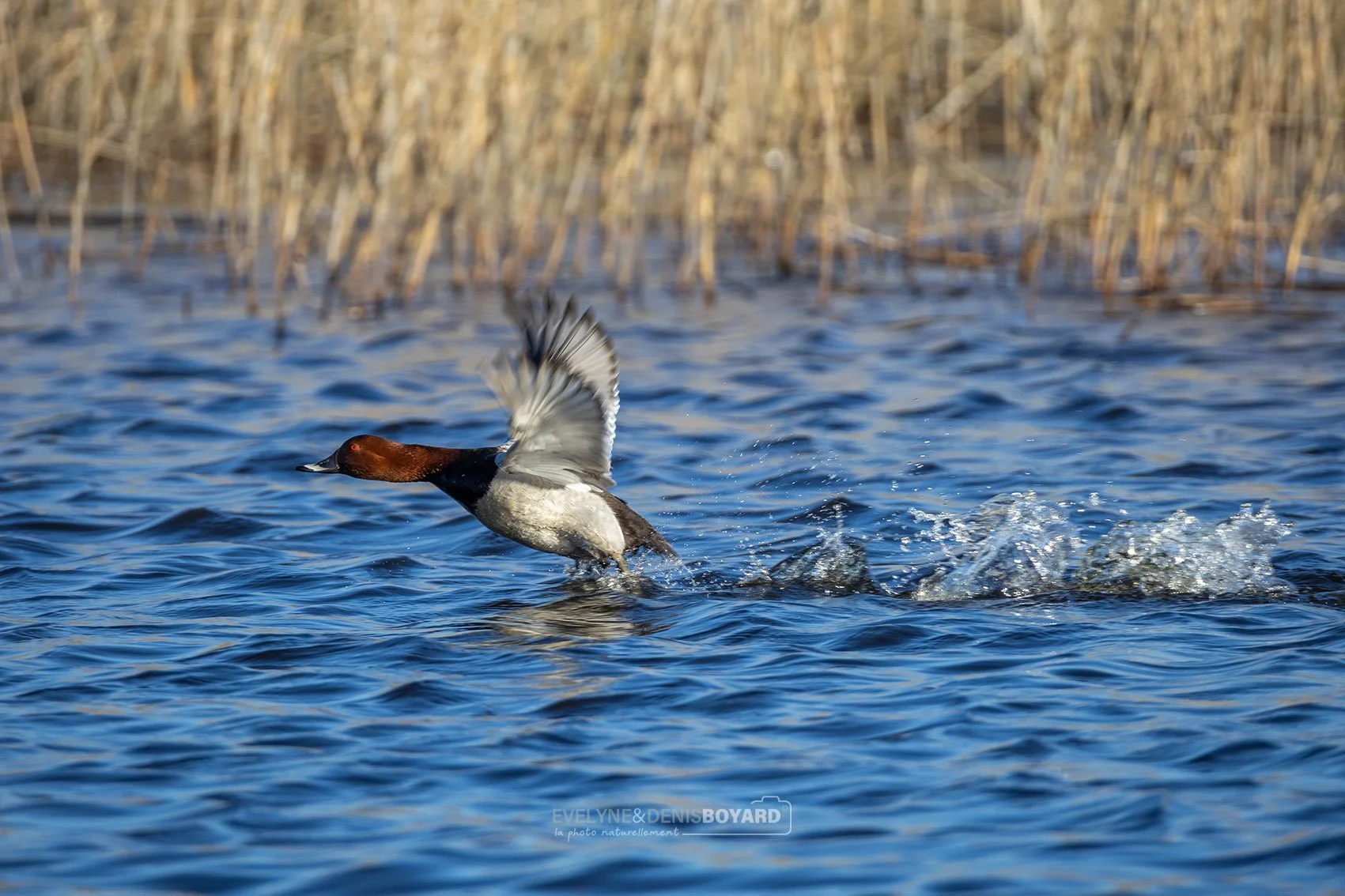 Envol d'un canard milouin mâle.