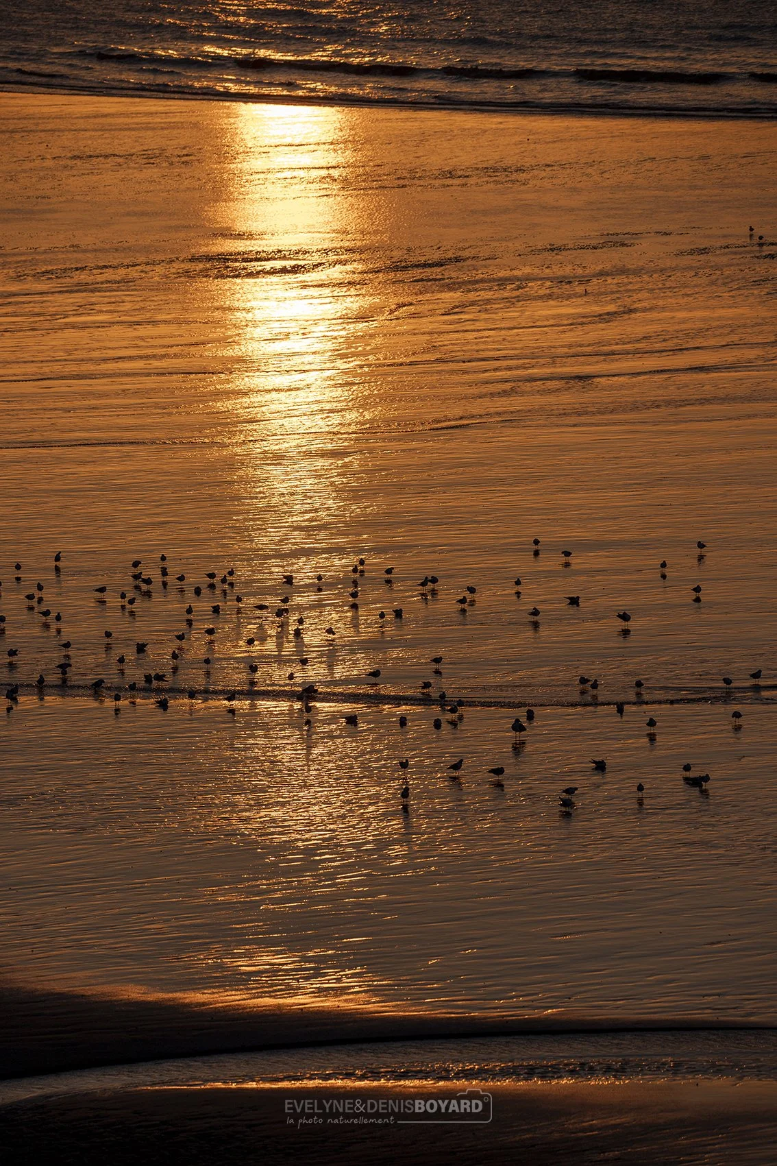 Groupe de mouettes rieuses au soleil couchant, à Ault (Somme).