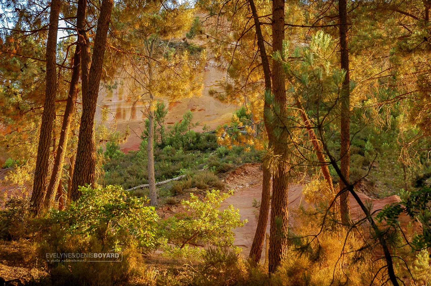 Pinède dans le sentier des ocres à Roussillon (Vaucluse).