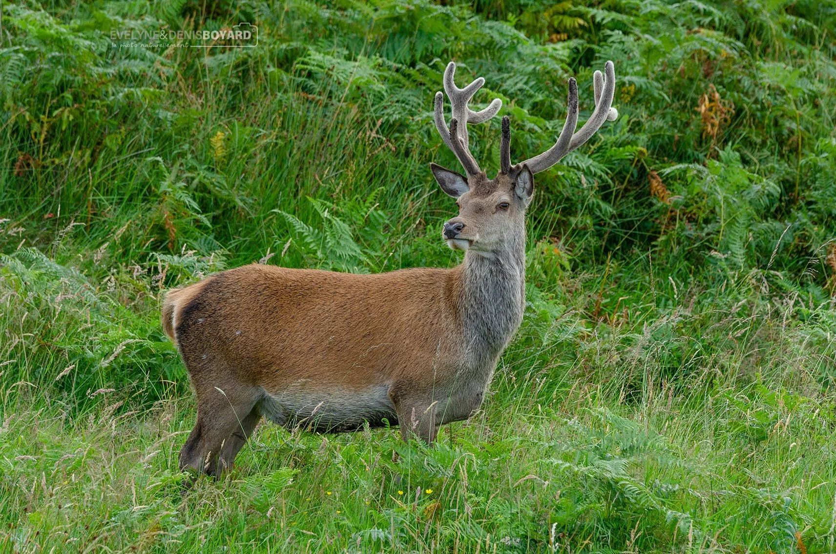 Jeune cerf élaphe.