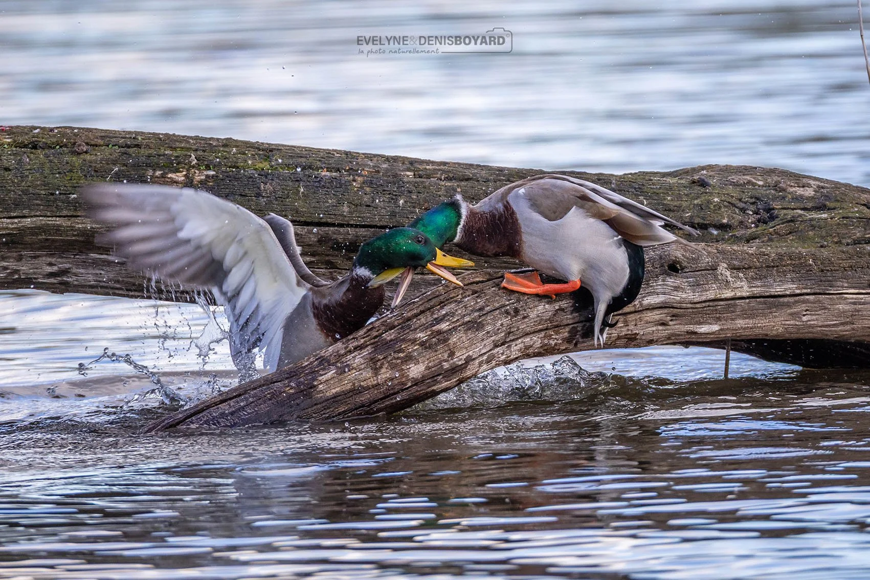Combat de canards colverts mâles.