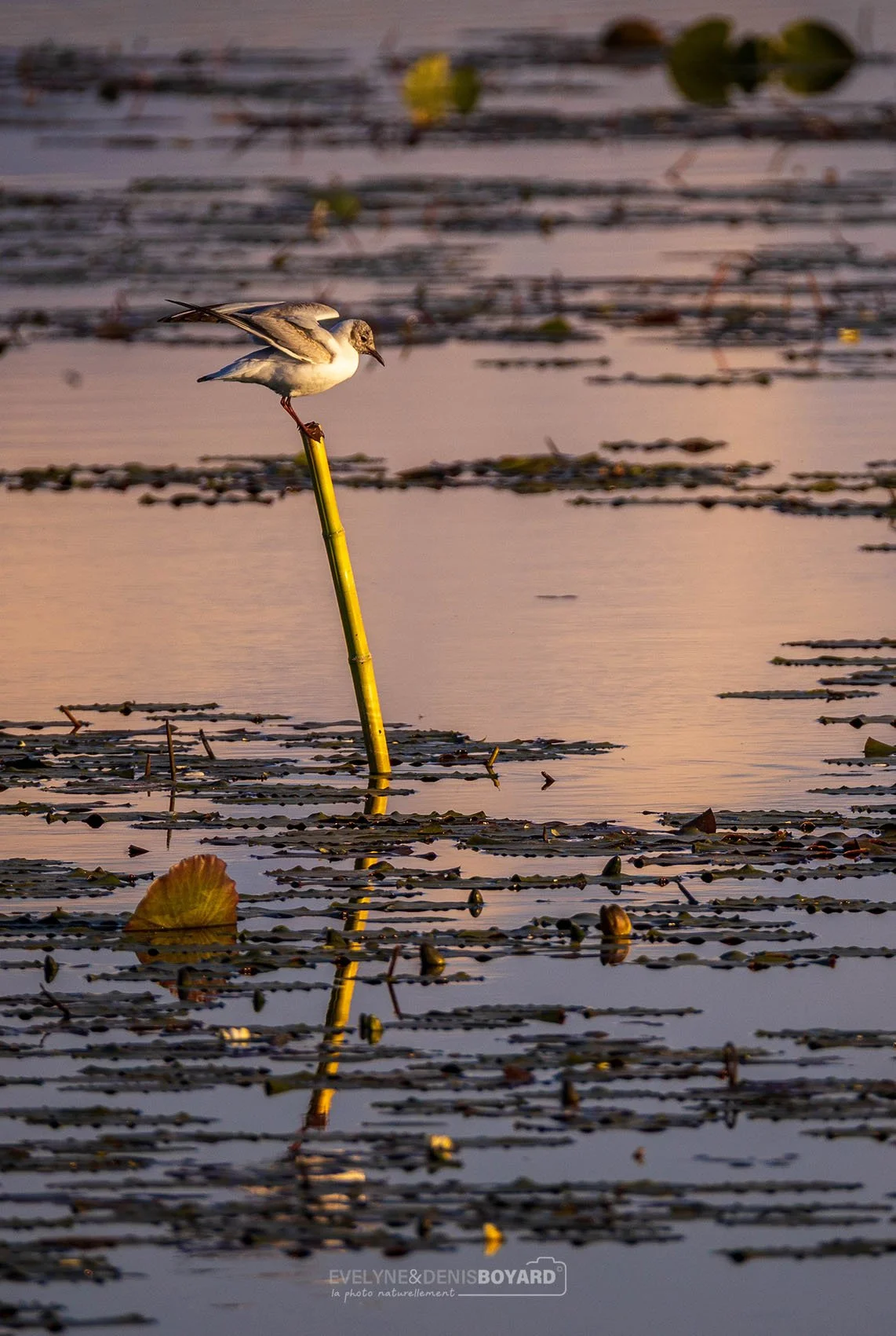 Mouette rieuse.