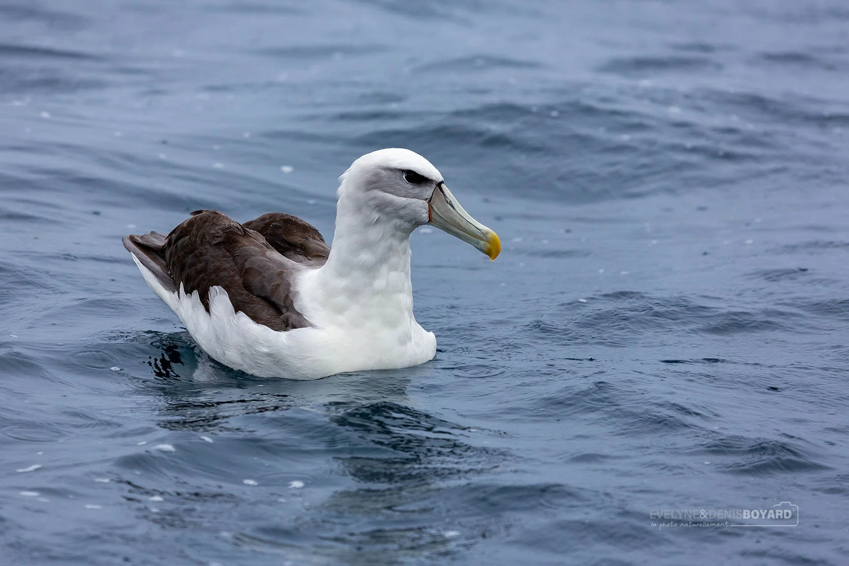 Albatros à cape blanche.