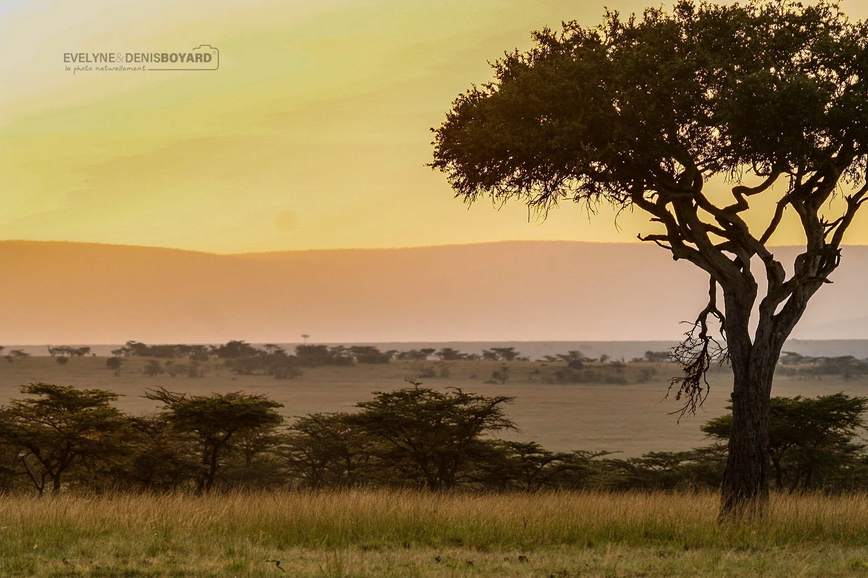 Soleil couchant sur la savane, avec son acacia parasol typique.