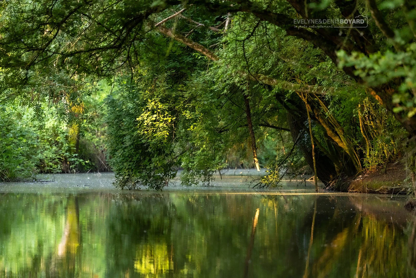 Marais poitevin (Deux-Sèvres).
