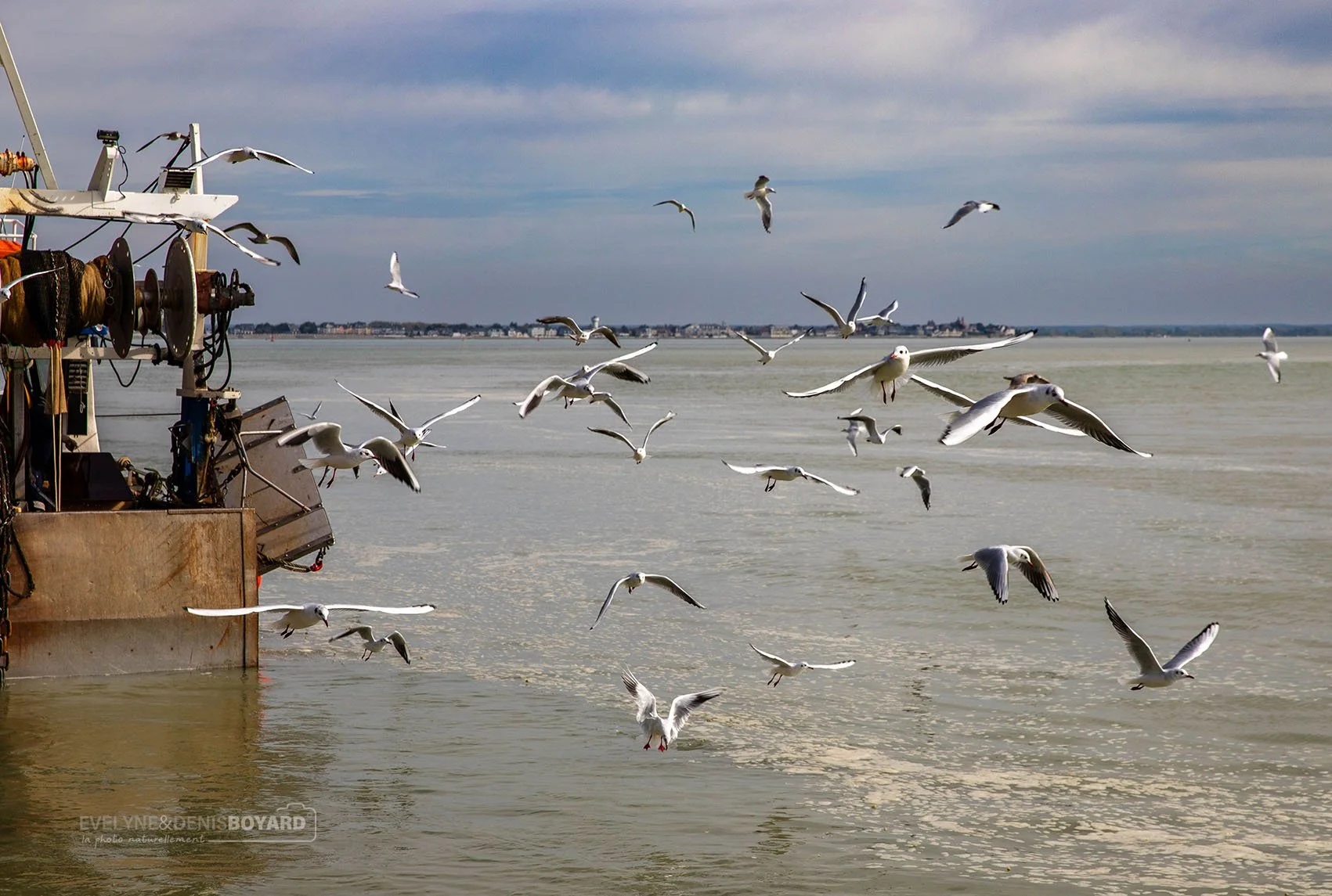 Envol de mouettes rieuses au port d'Hable d"Ault (Somme).