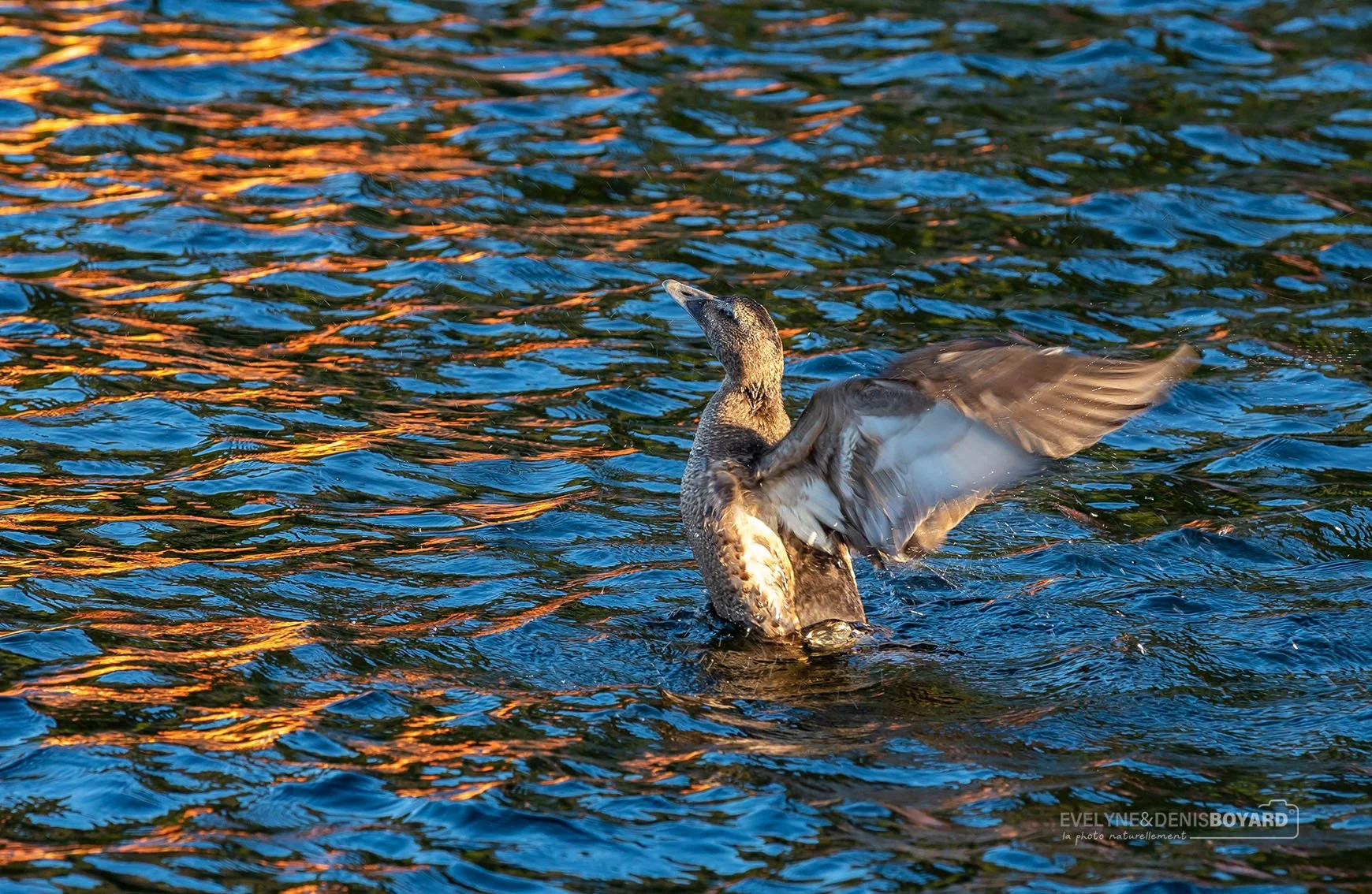 Canard eider à duvet femelle.