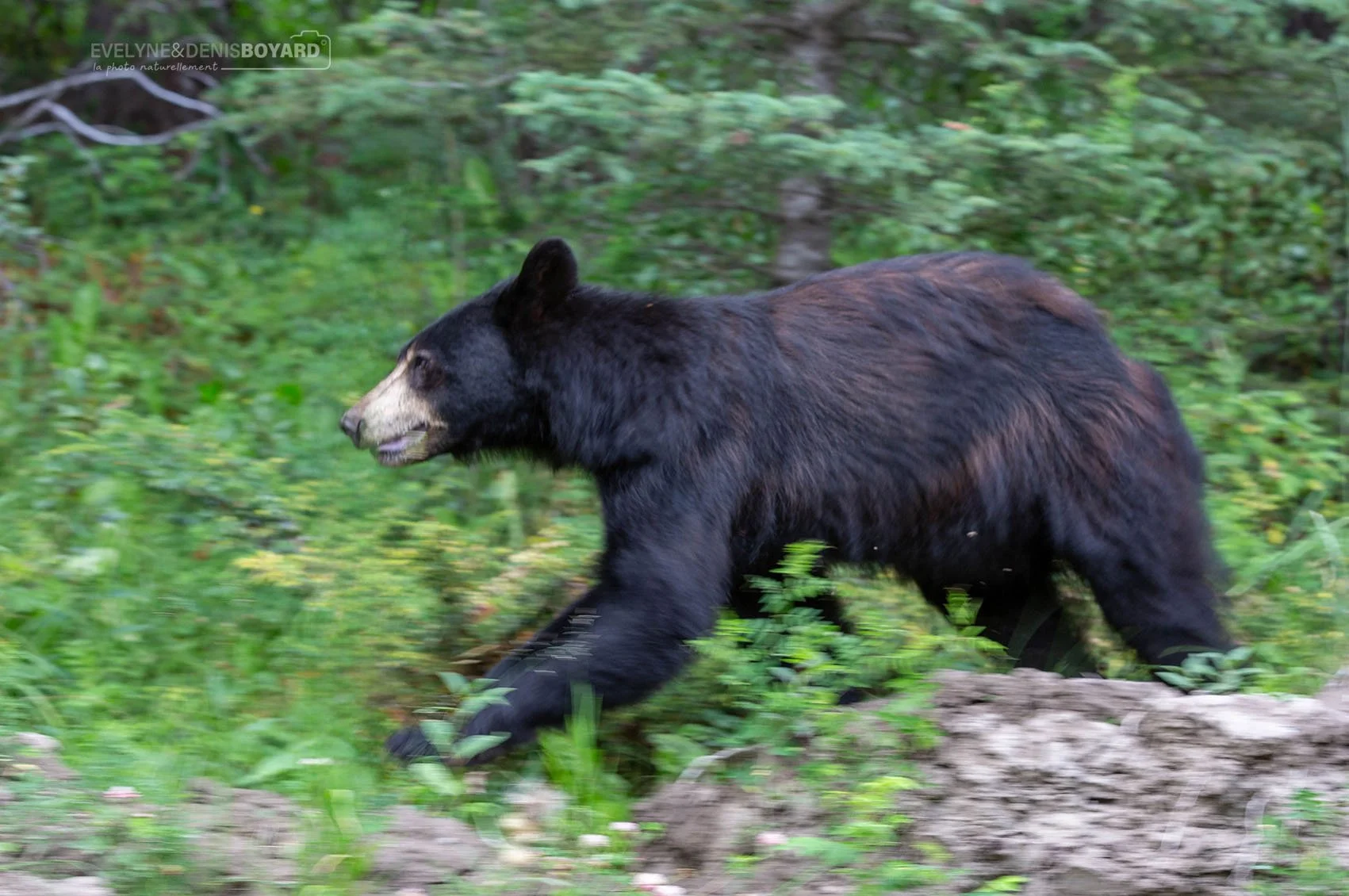 Course de l'ours noir.