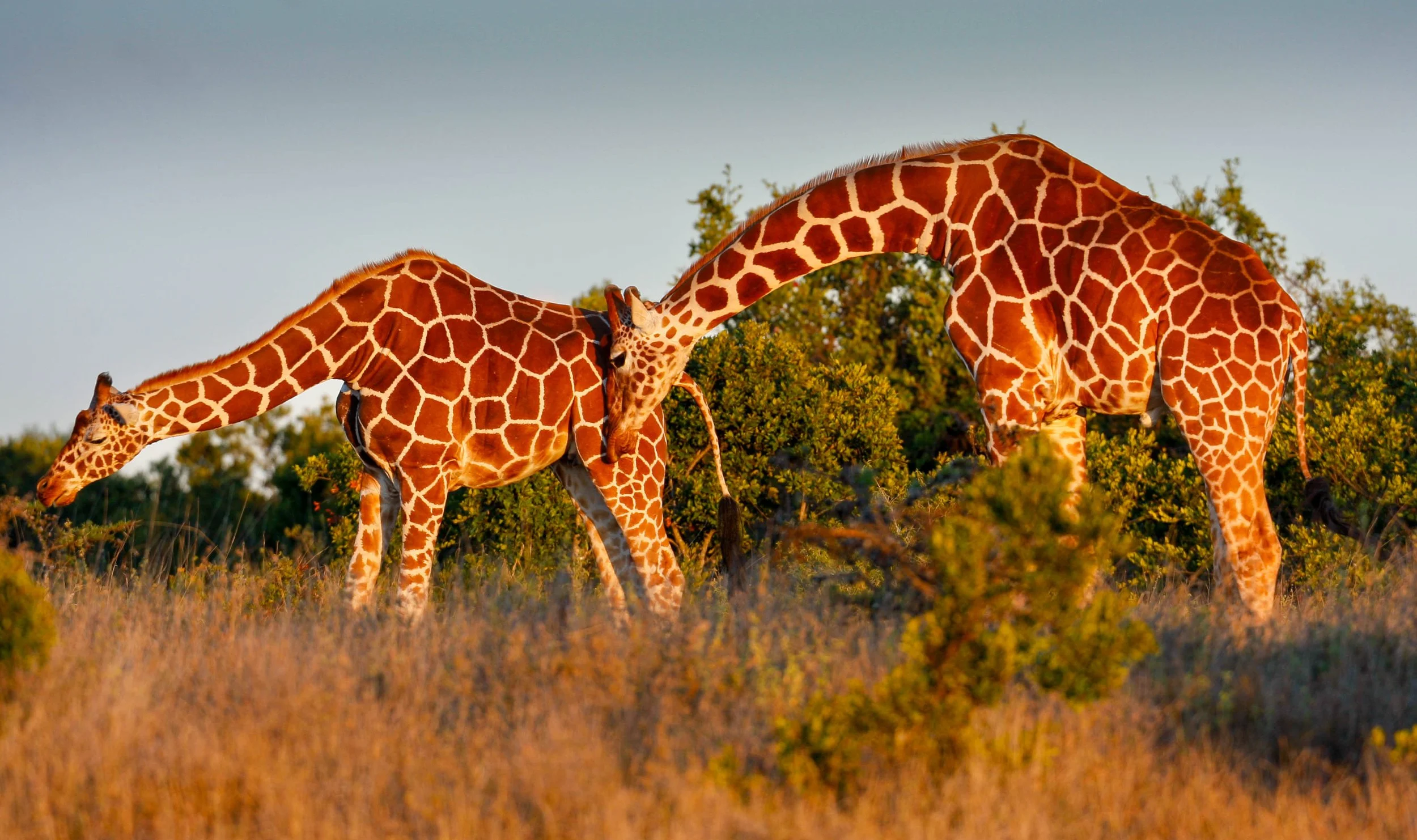 Parade amoureuse de girafes réticulées.