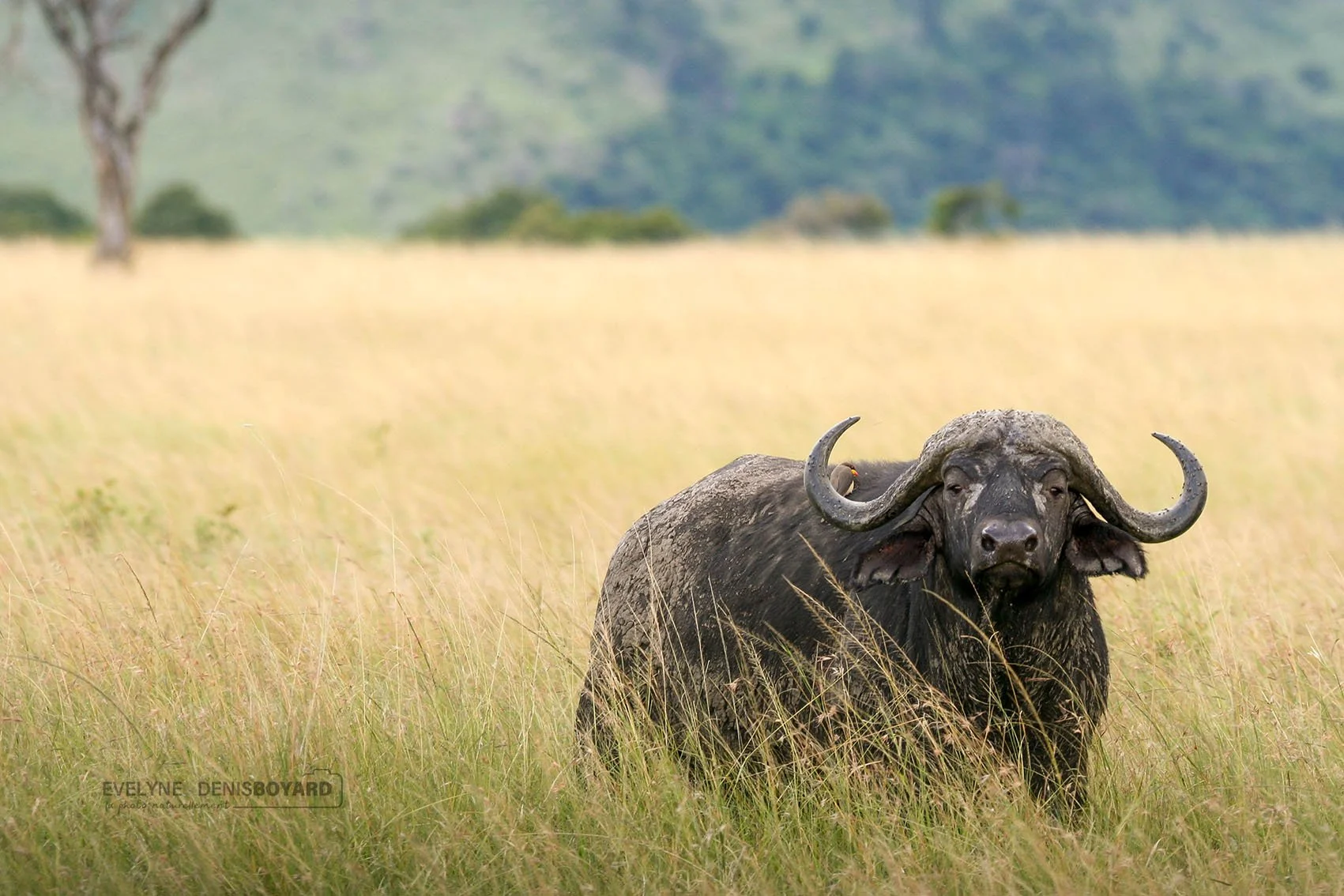 Le buffle est, avec l'hippopotame, l'un des animaux les plus dangereux d'Afrique.