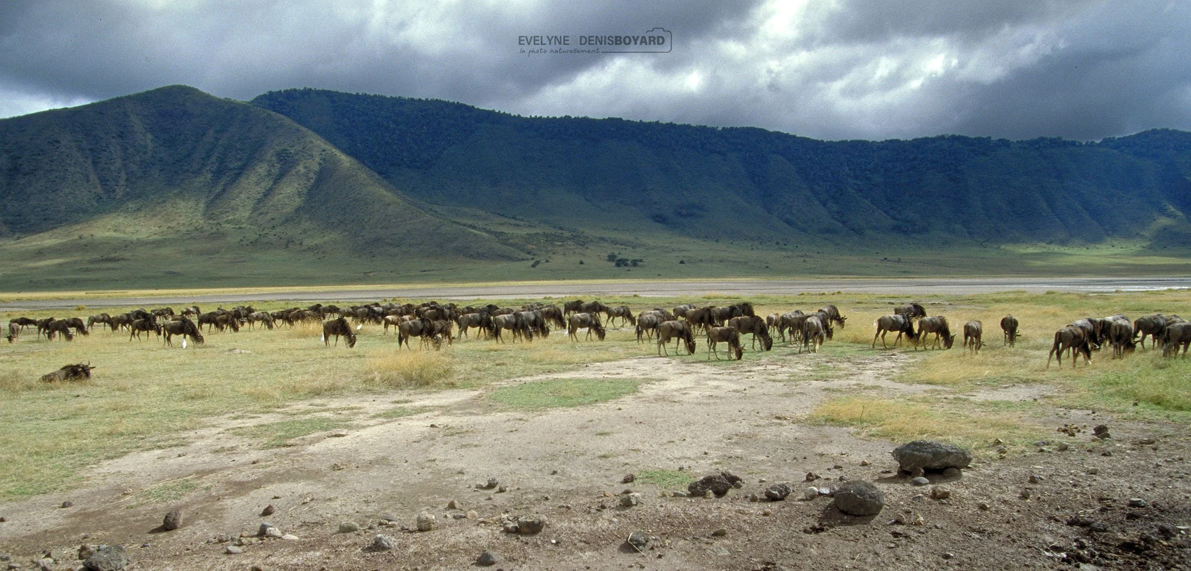 Gnous dans le Serengeti.