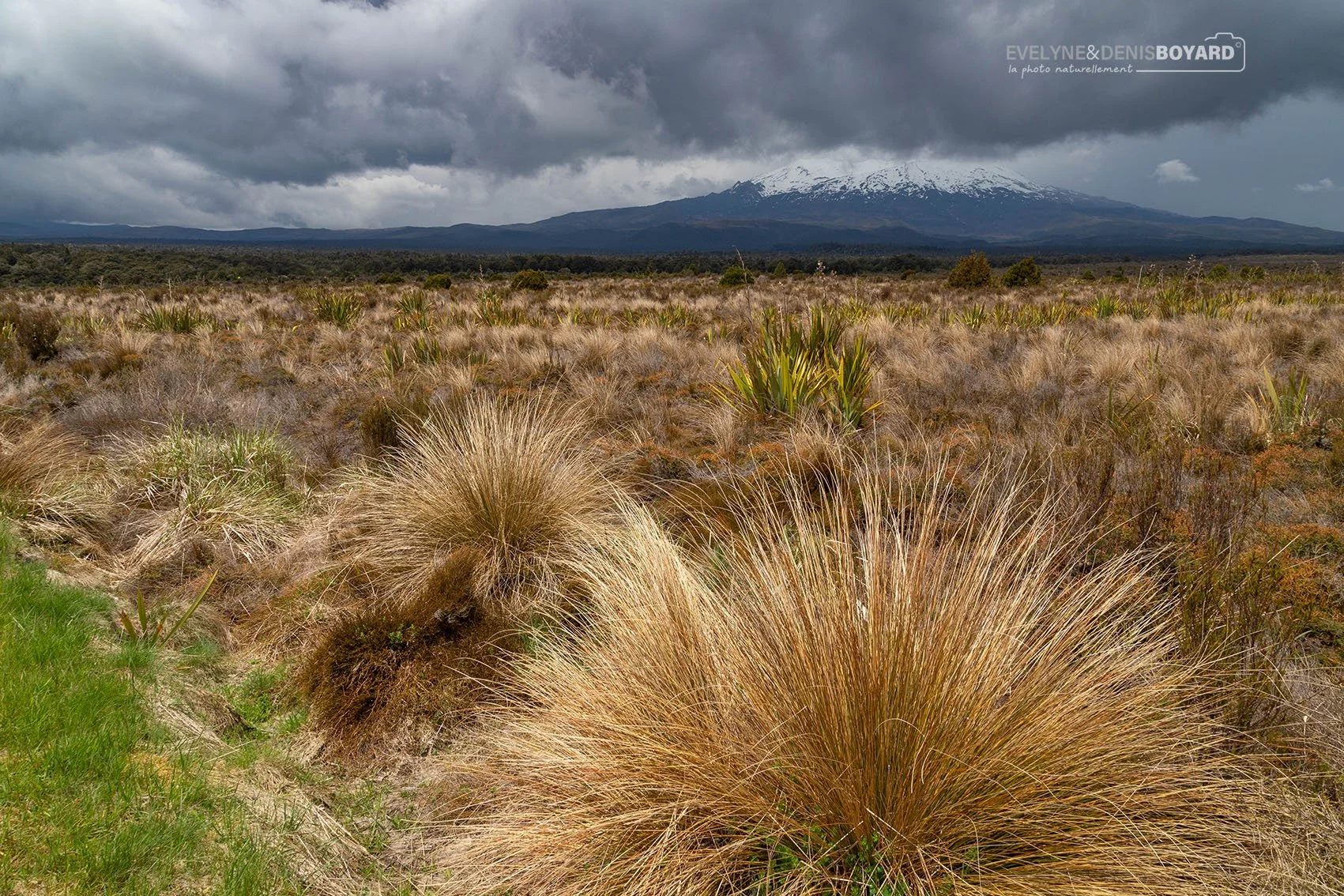 Beauté sauvage du parc de Tongariro, avec des tussacks au premier plan et le volcan Ruapehu en arrière-plan.