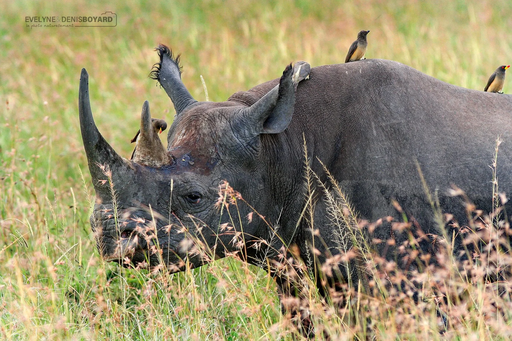 Oiseaux pique-bœufs sur le dos d'un rhinocéros. Ces hôtes sont friands des parasites qu'ils dénichent sur l'animal.