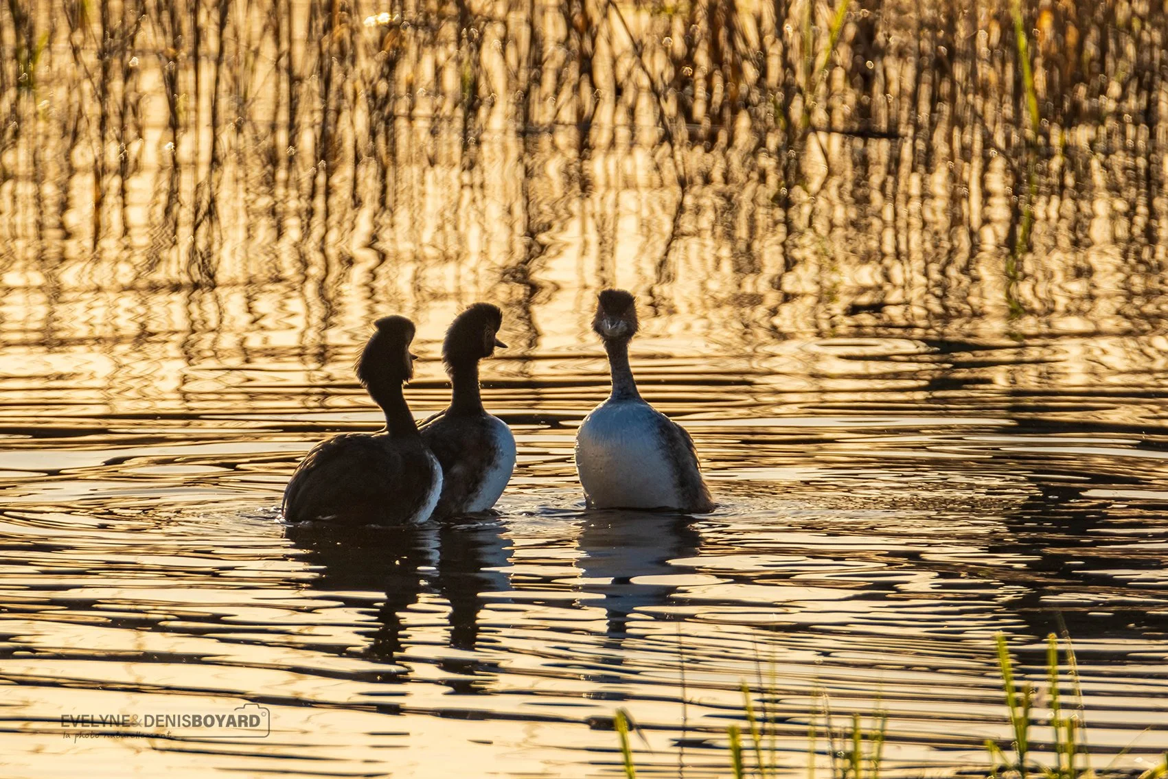 Trio de grèbes à cou noir.