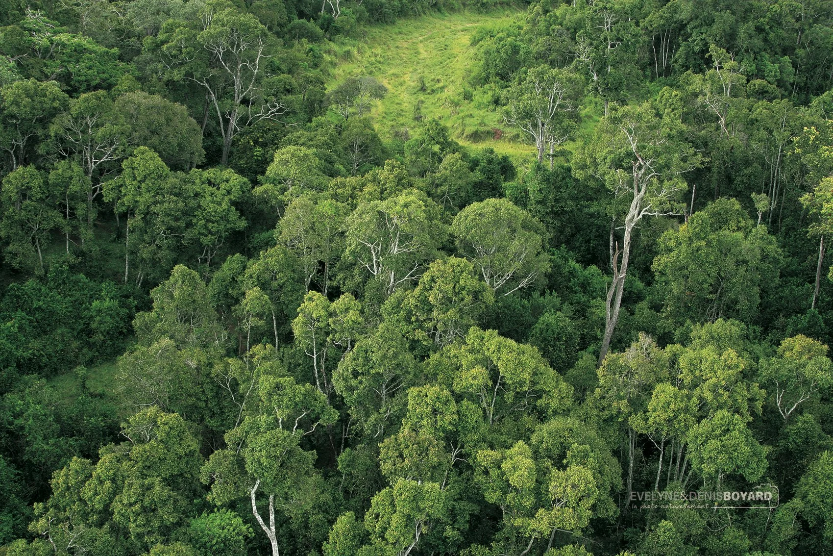 Camaïeu de verts de la forêt tropicale.