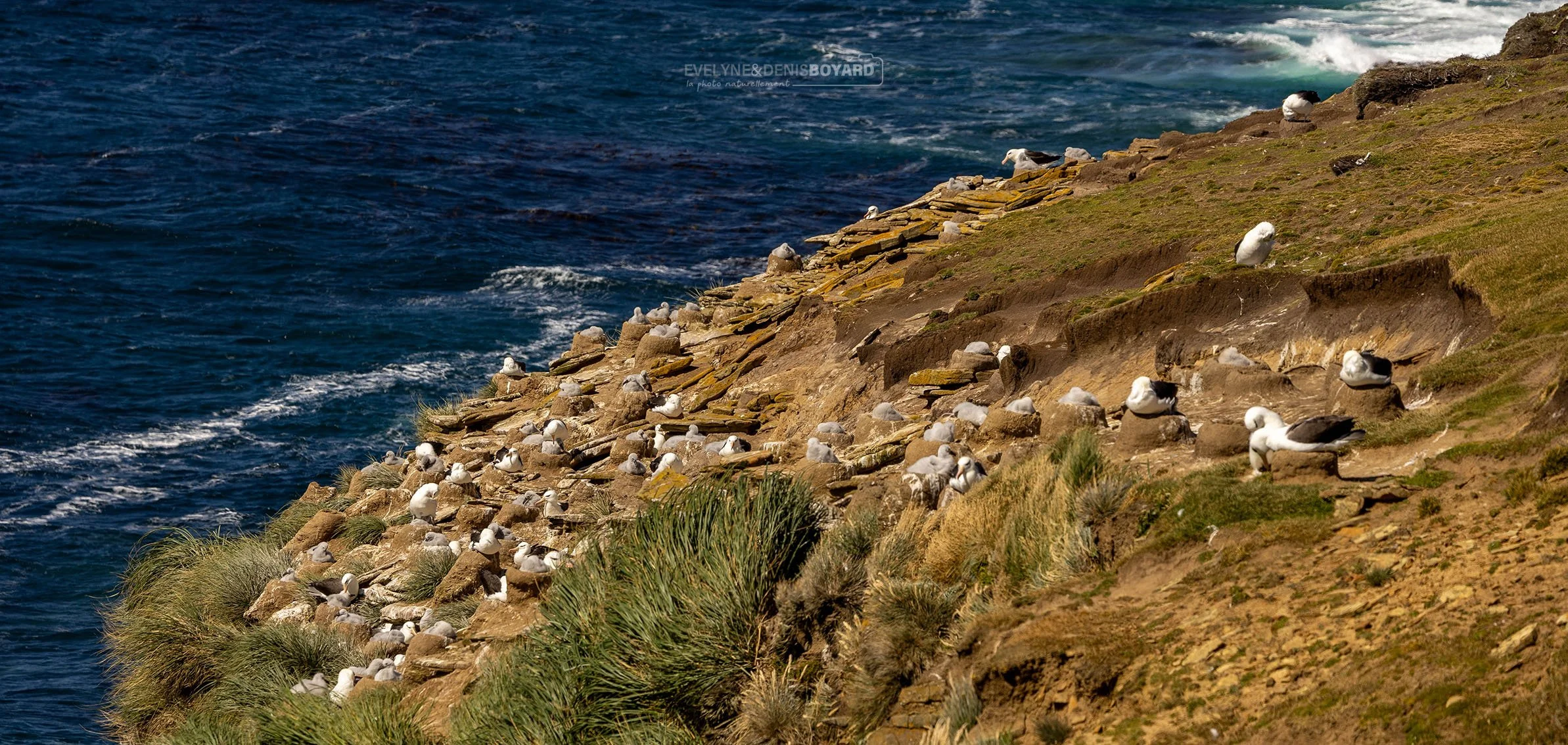 Colonie d'albatros à sourcils noirs sur l'île de Saunders.