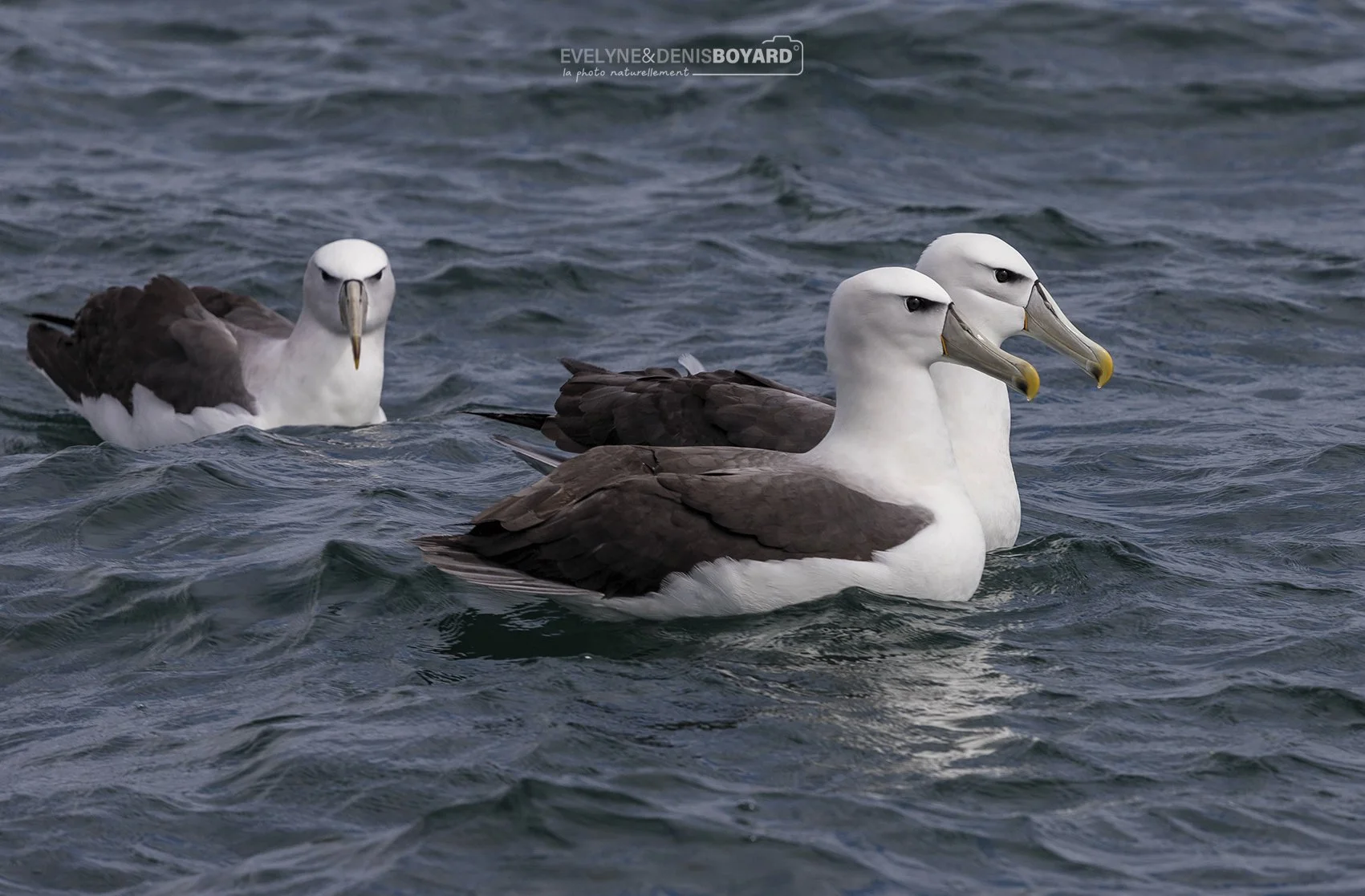 Albatros à cape blanche.
