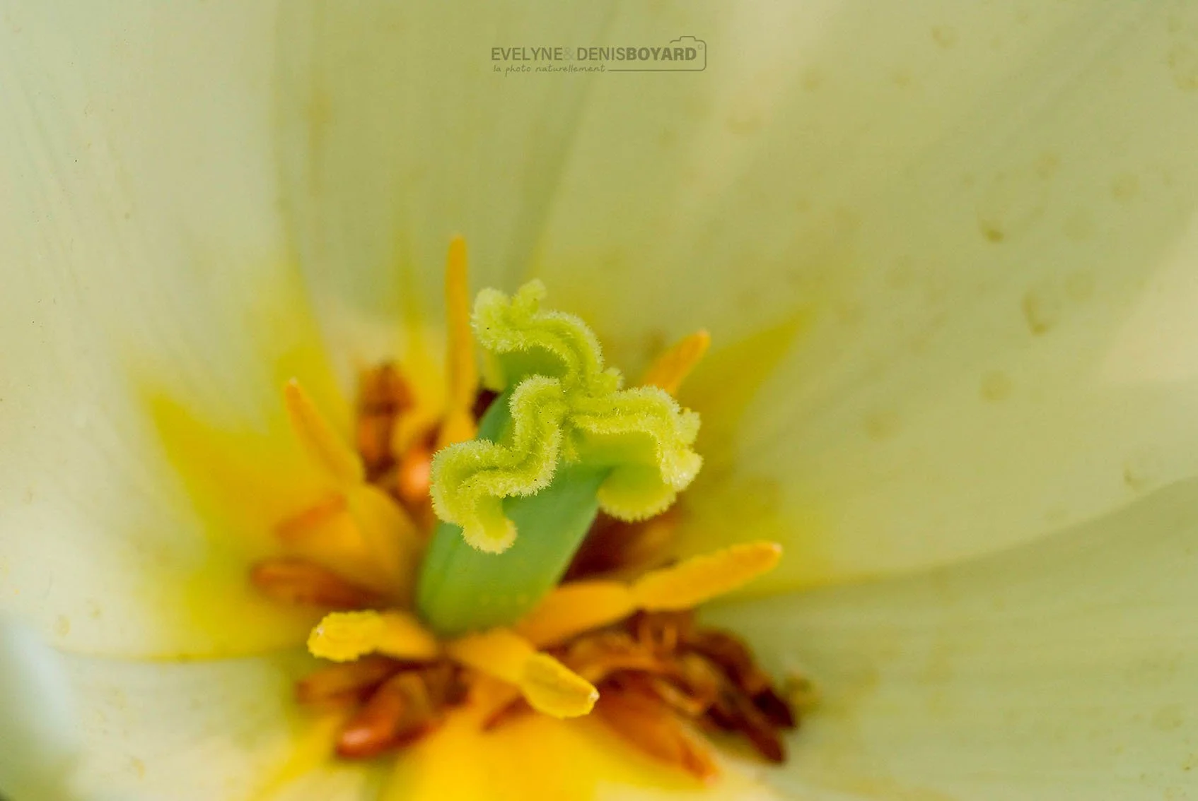 Pistil d'une tulipe.