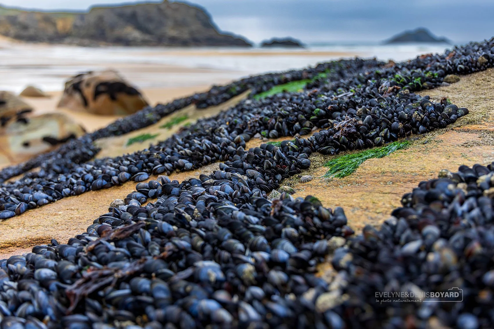 Moules sur des rochers, plage de Port-Blanc (golfe du Morbihan)