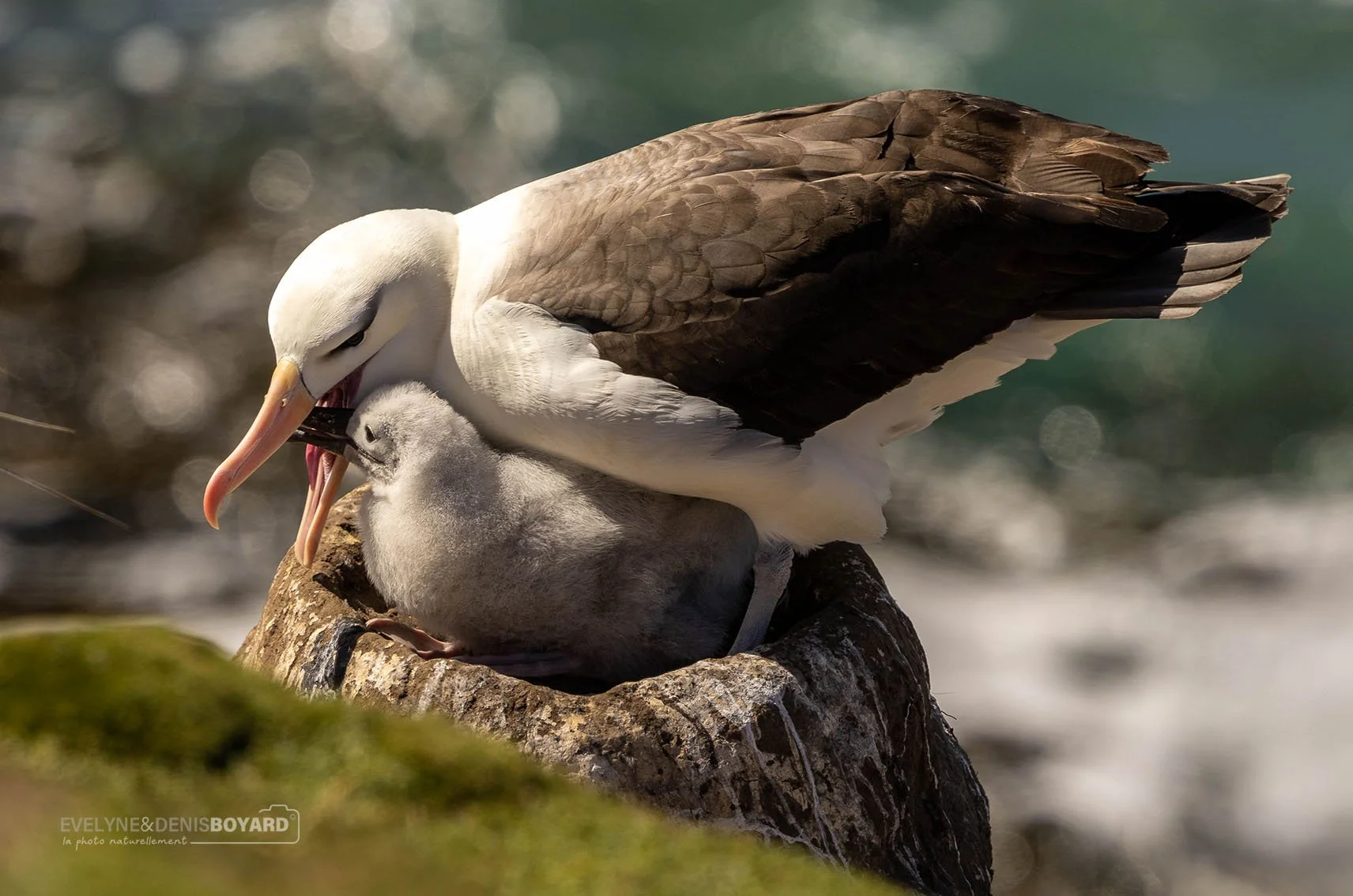 Nourrissage d'un jeune albatros à sourcils noirs au nid.