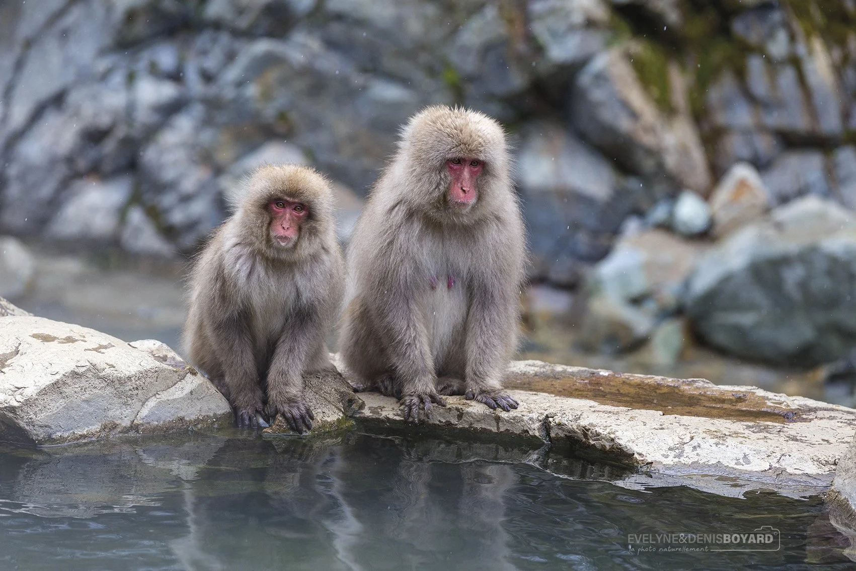 Macaques des neiges près d'une source chaude.