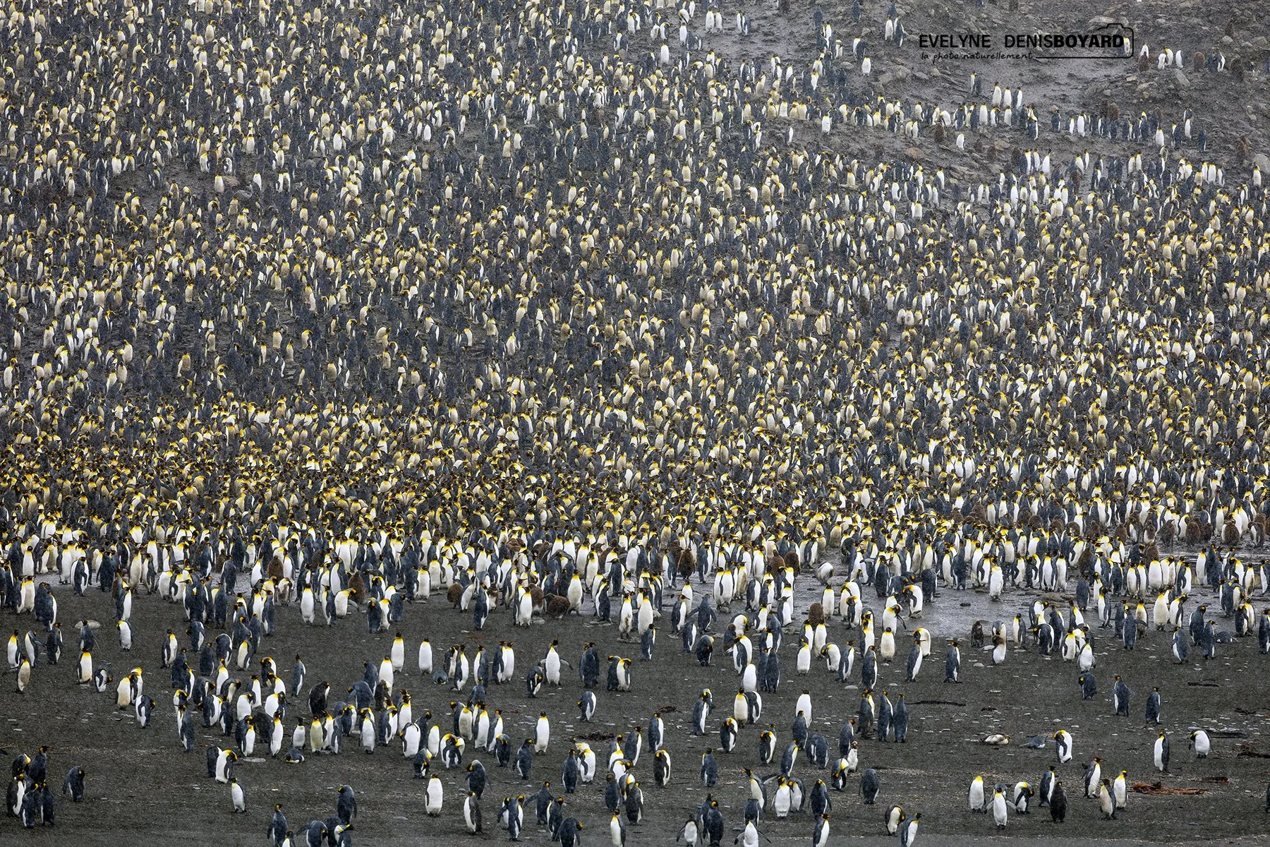 200 000 couples de manchots royaux sur la plage de Saint-Andrews,
plus de place pour la serviette !