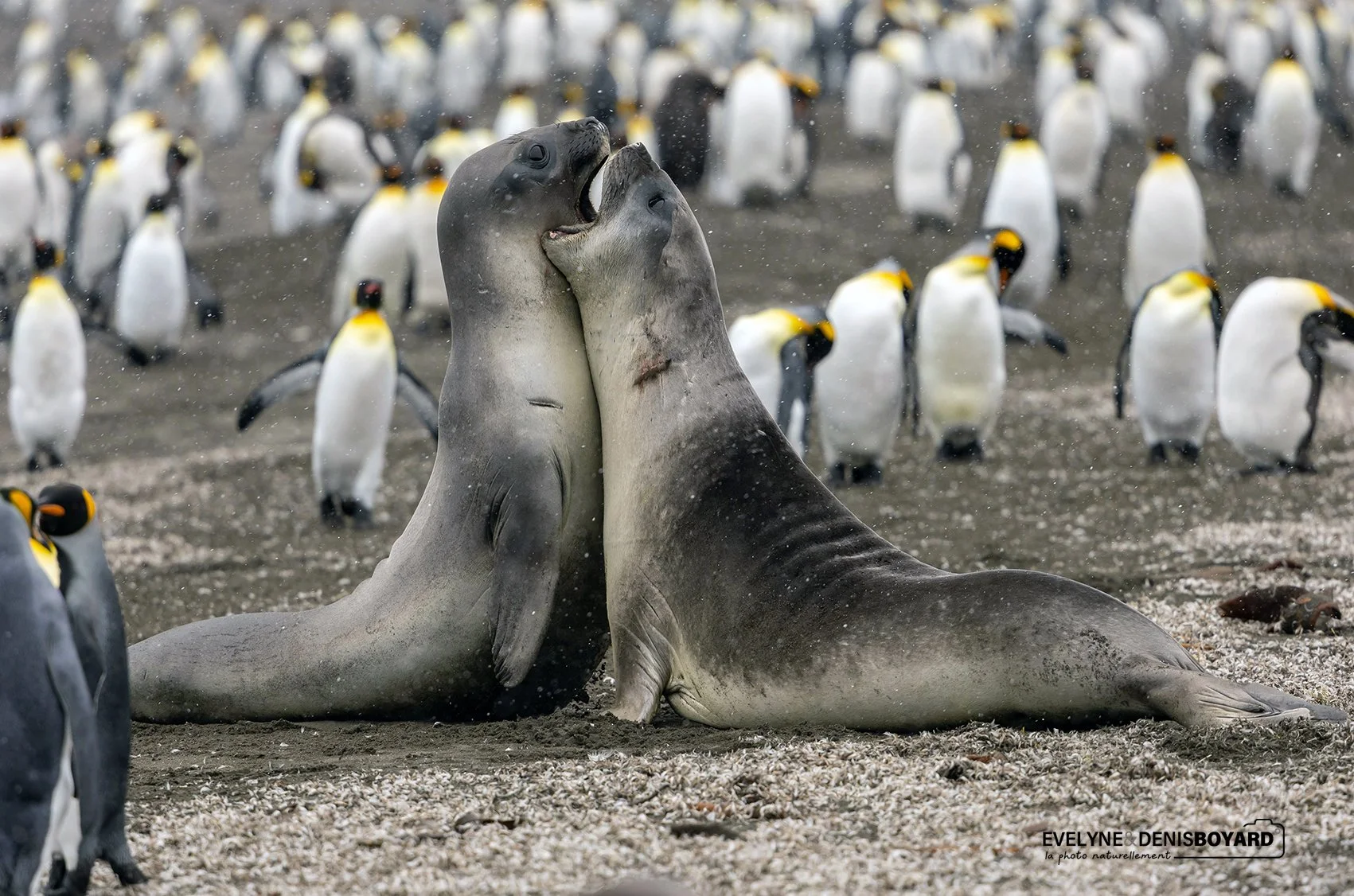 Combat entre deux jeunes mâles éléphants de mer.