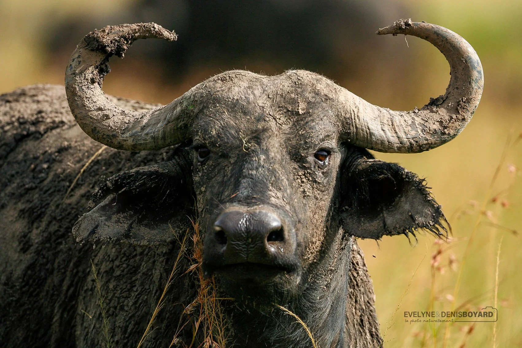 Portrait d'un buffle couvert de boue.