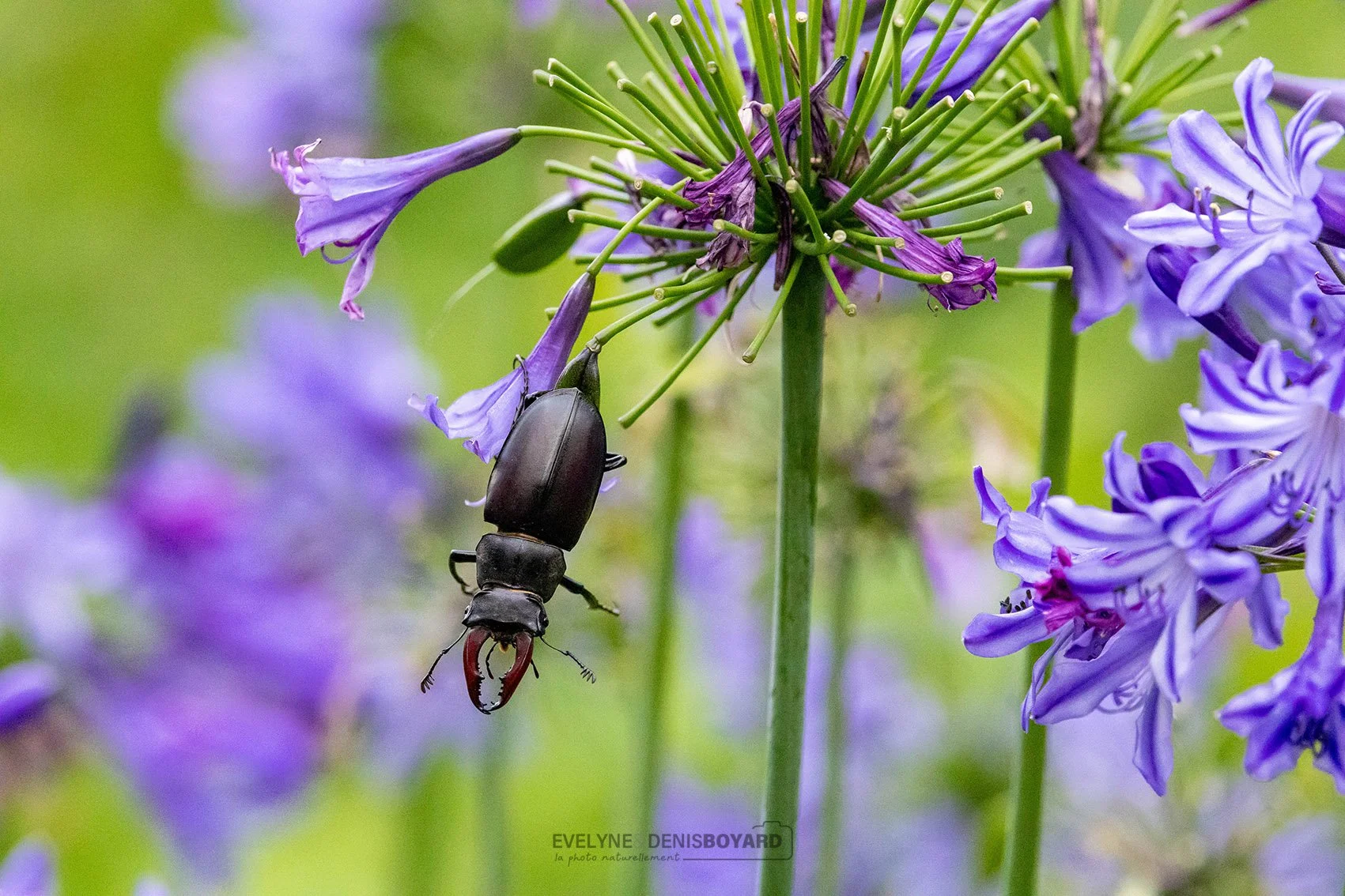 Lucane cerf-volant mâle, au milieu d'agapanthes.