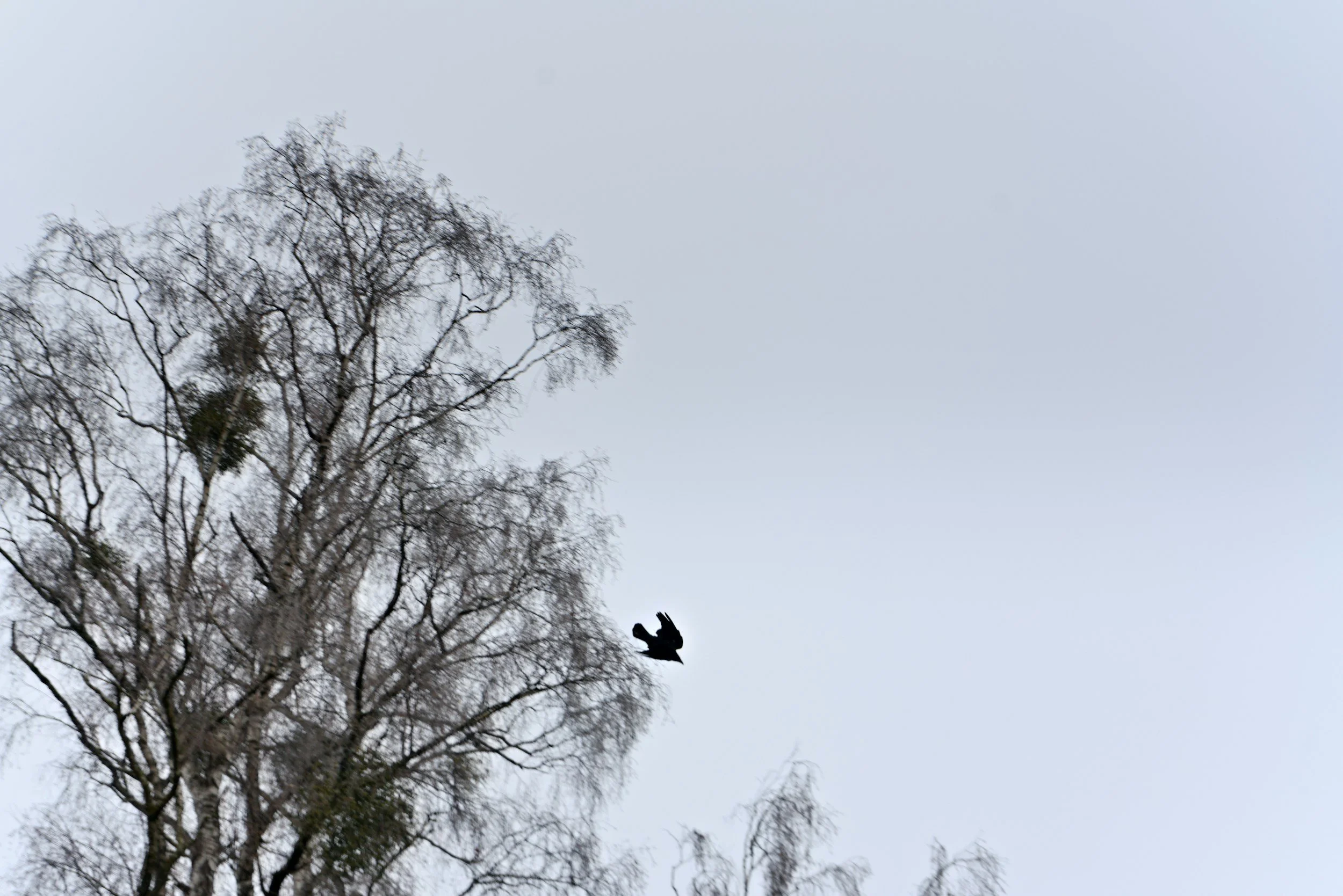 Pourquoi la fin mai est le moment parfait pour s'initier au langage des oiseaux?