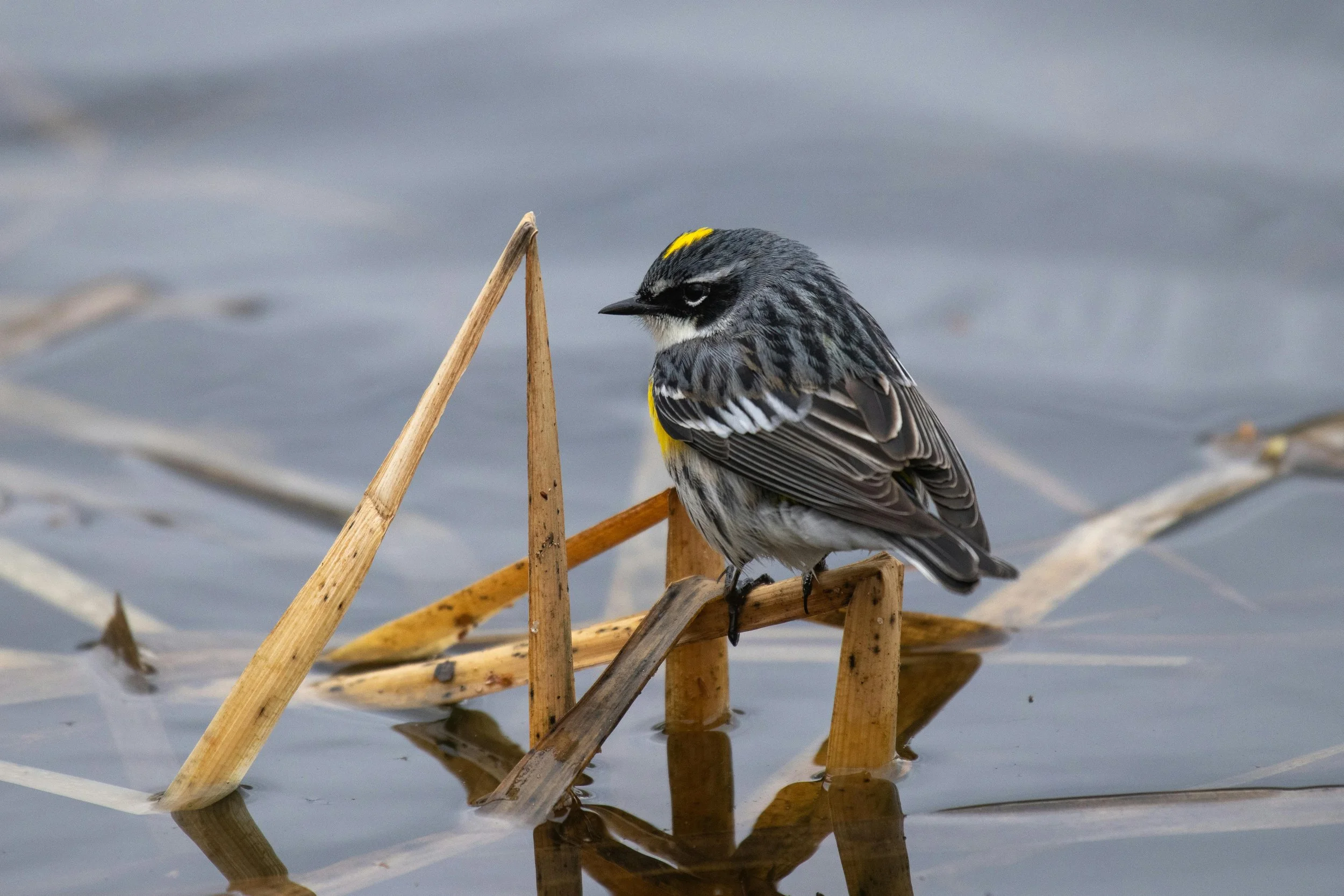 La voix des oiseaux, miroir de leur habitat… Partie 1