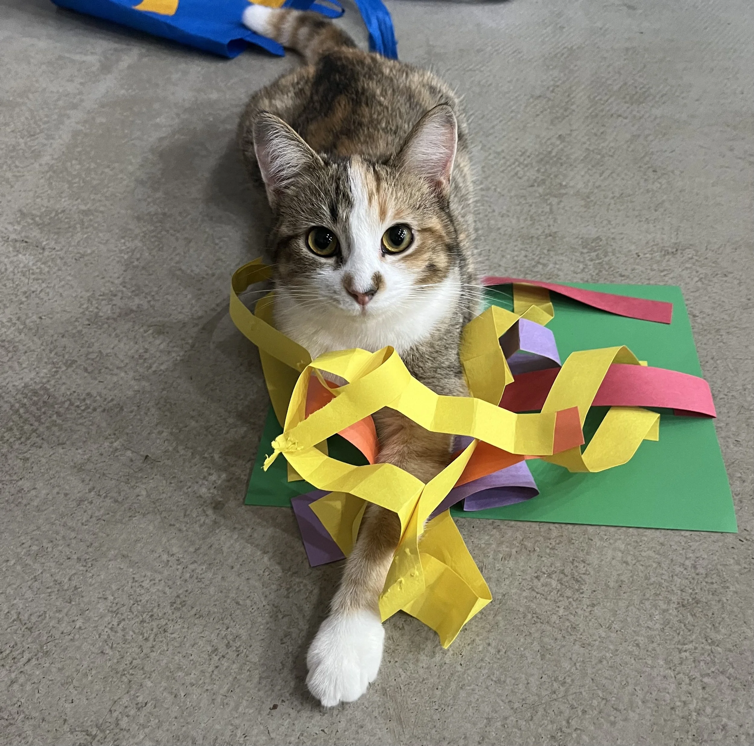 A cat lying on the floor surrounded by colorful strips of paper and a green sheet.