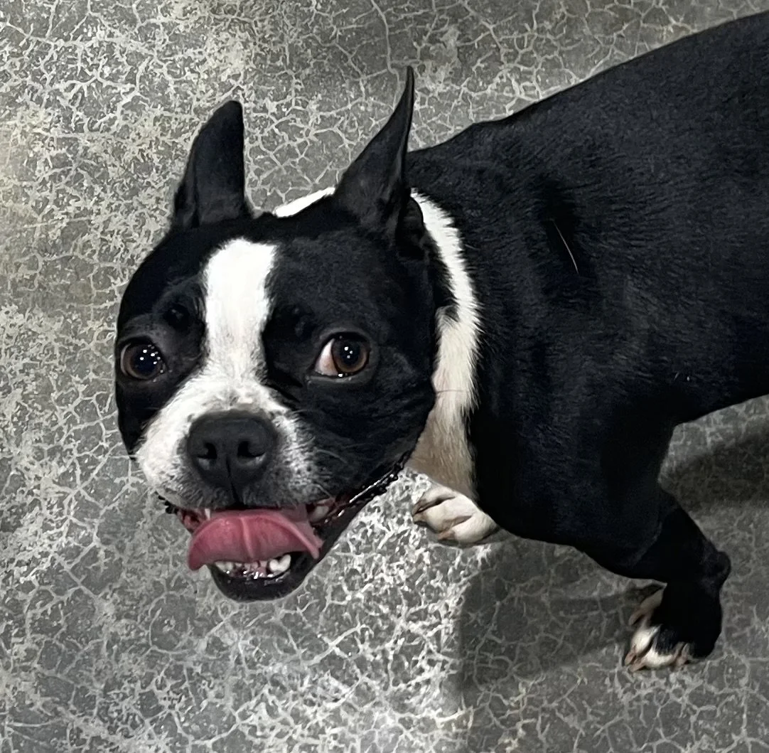 Boston Terrier with tongue out on textured gray surface