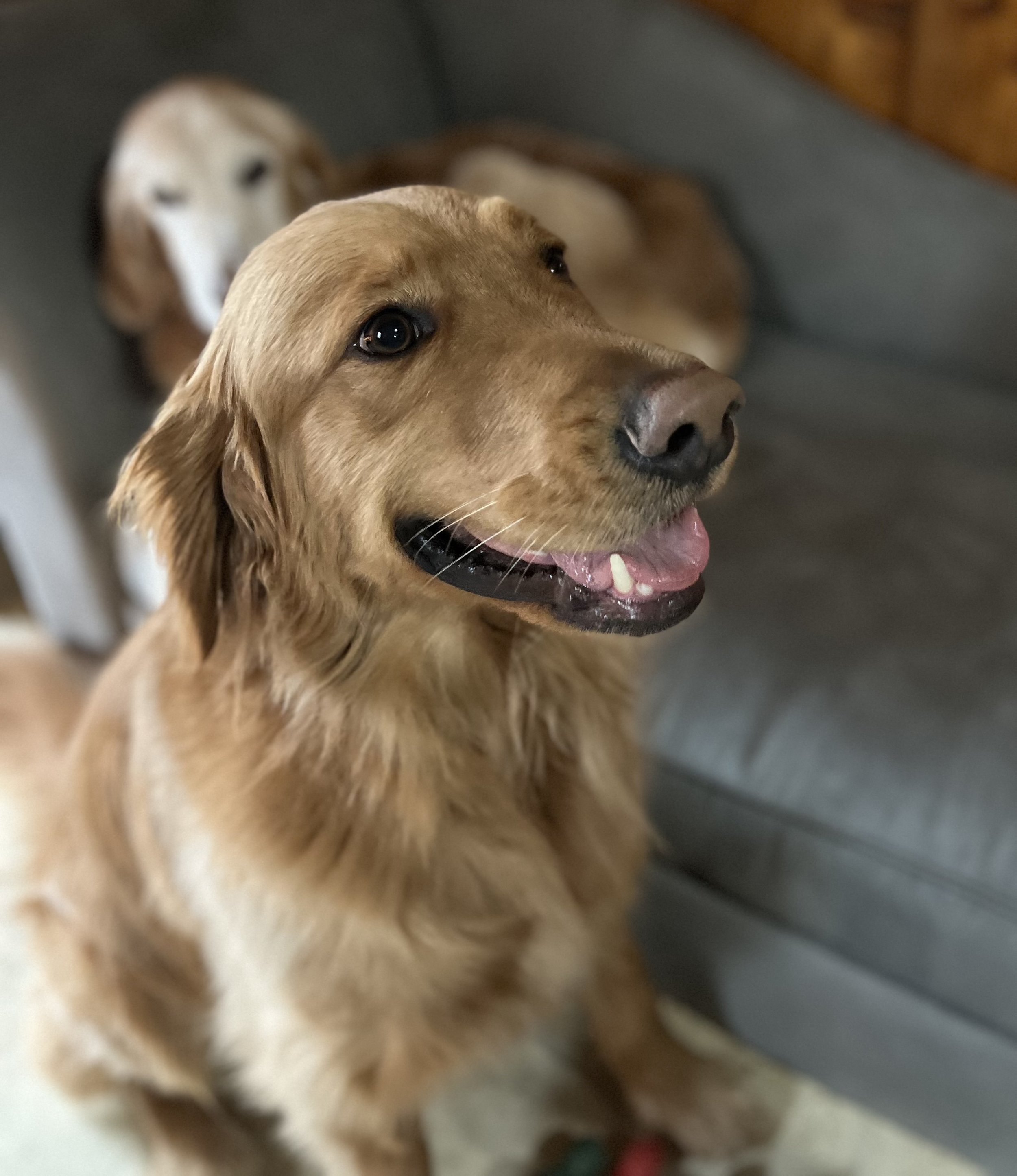 Two happy dogs sitting on a couch, with one dog in the foreground and another in the background.